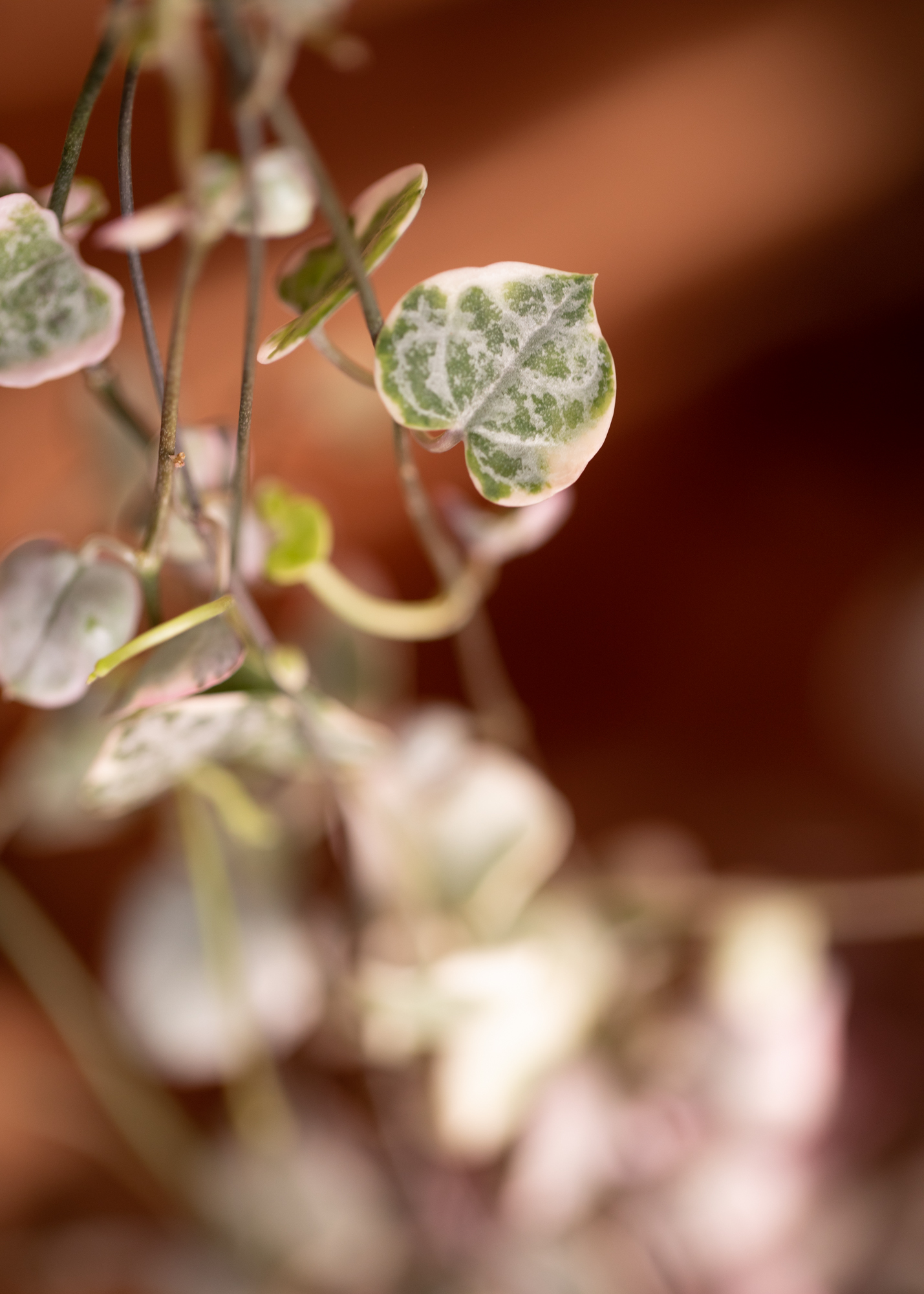 Ceropegia Woodii 'String of Hearts' Variegata Ceropegia Woodii 'String of Hearts' Variegata