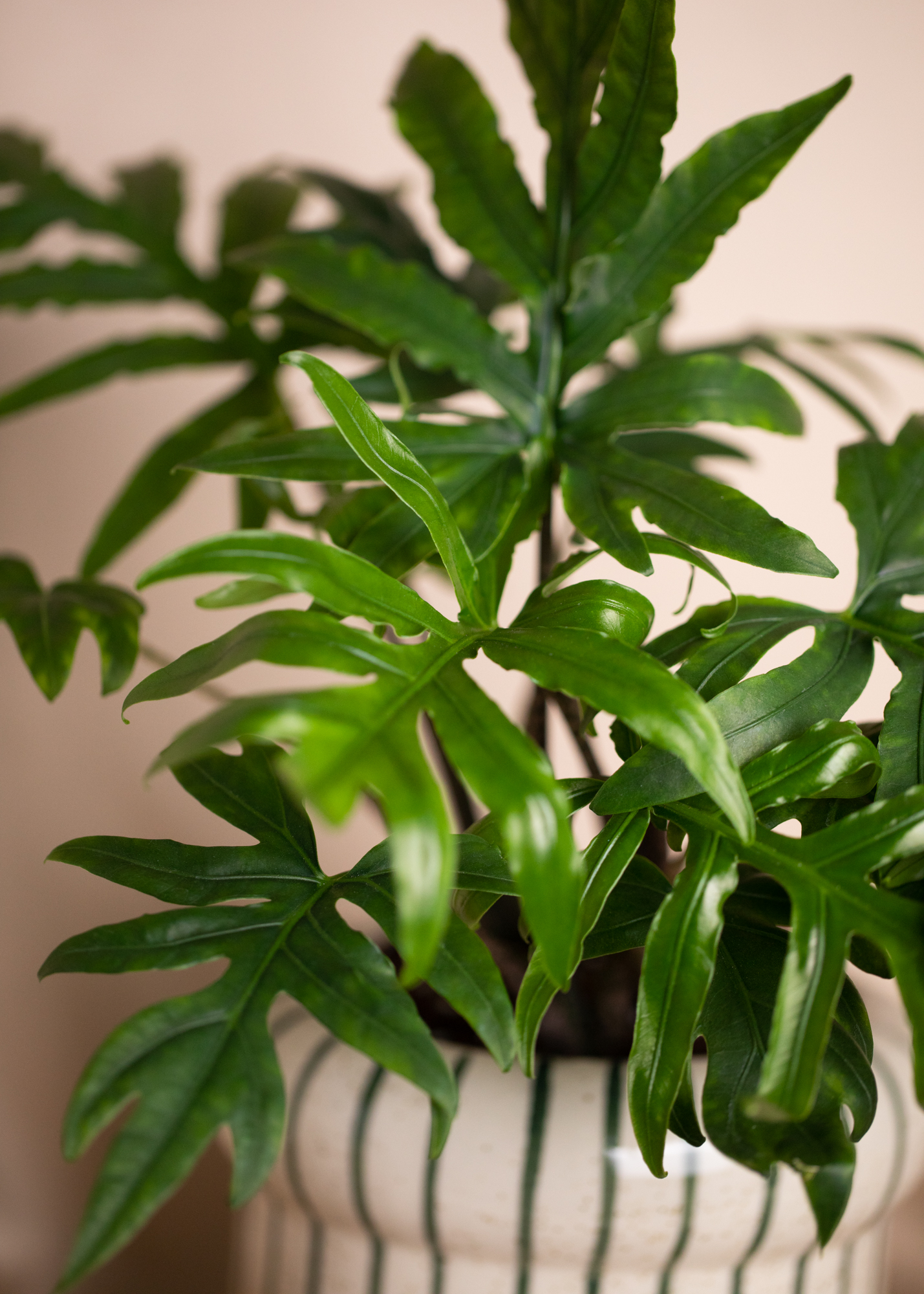 Alocasia Brancifolia