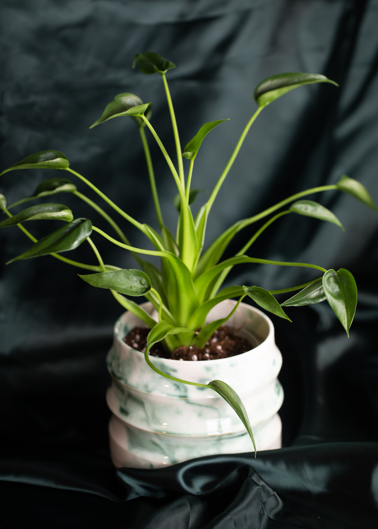Alocasia Tiny Dancer Alocasia Tiny Dancer