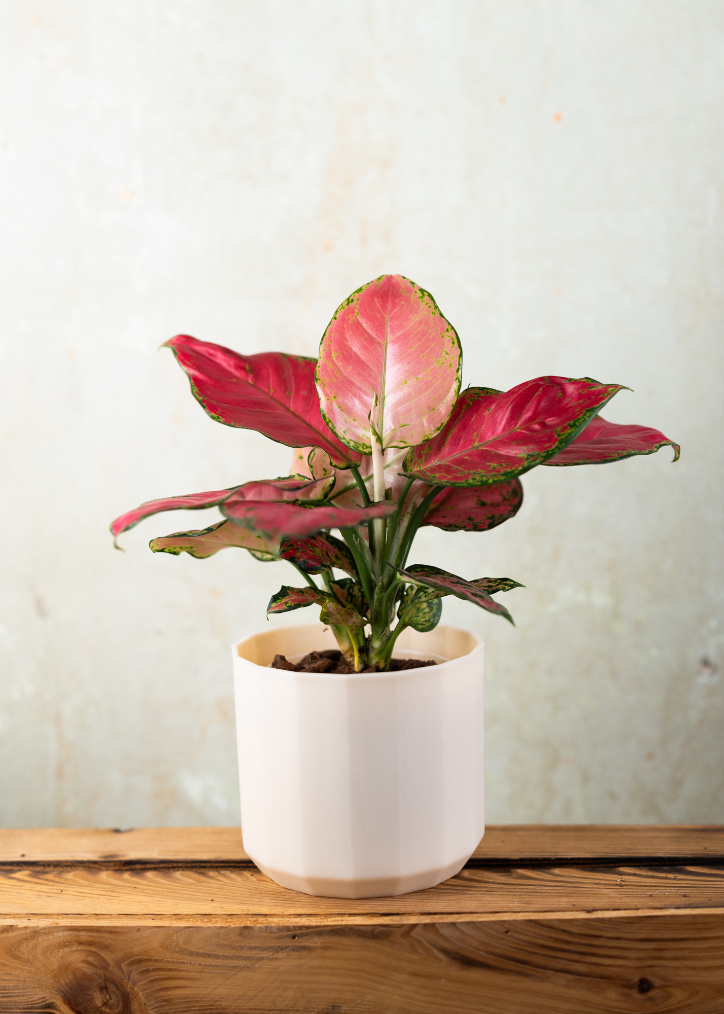 Aglaonema pink anyamanee