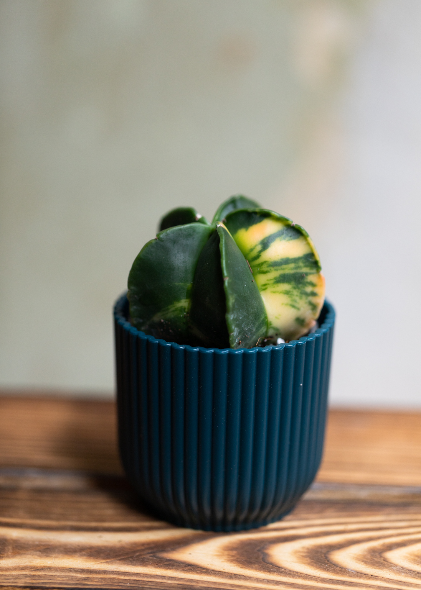 Astrophytum Myriostigma Variegata 2