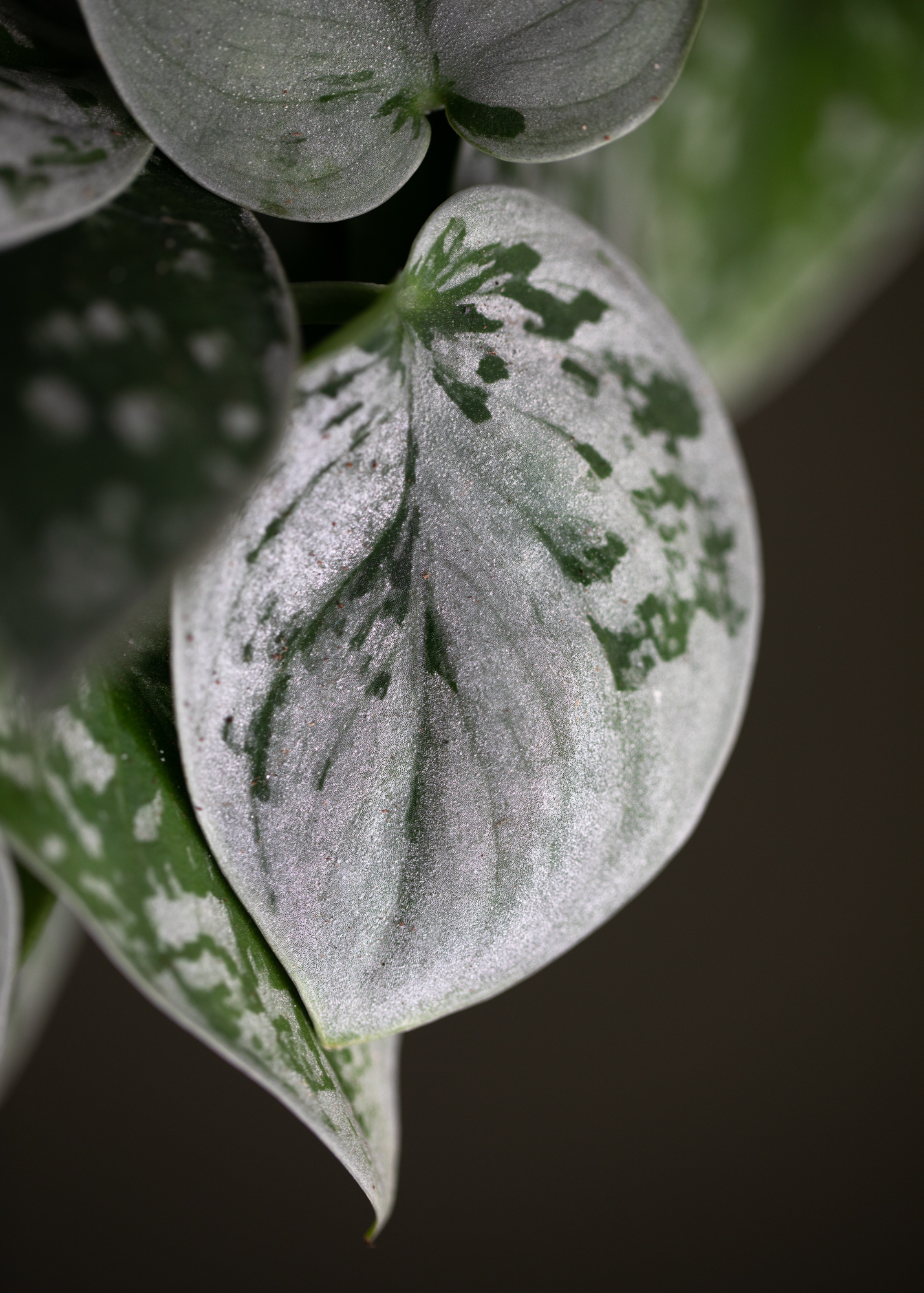 Scindapsus Pictus Silvery Ann