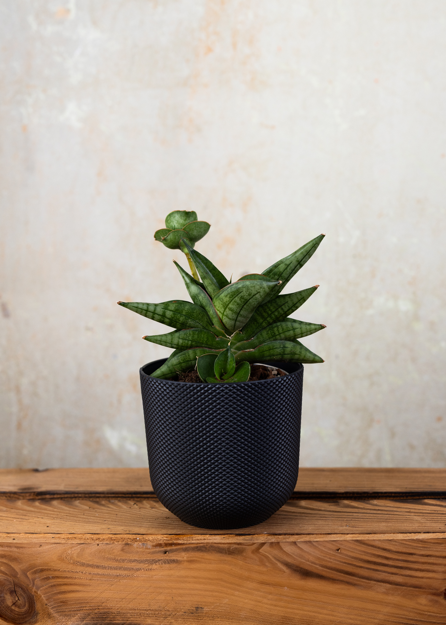 Sansevieria (Draceana) almond jade