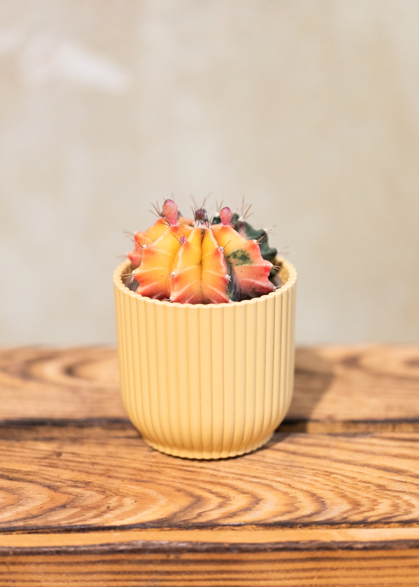 Gymnocalycium Mihanovichii Variegata 14