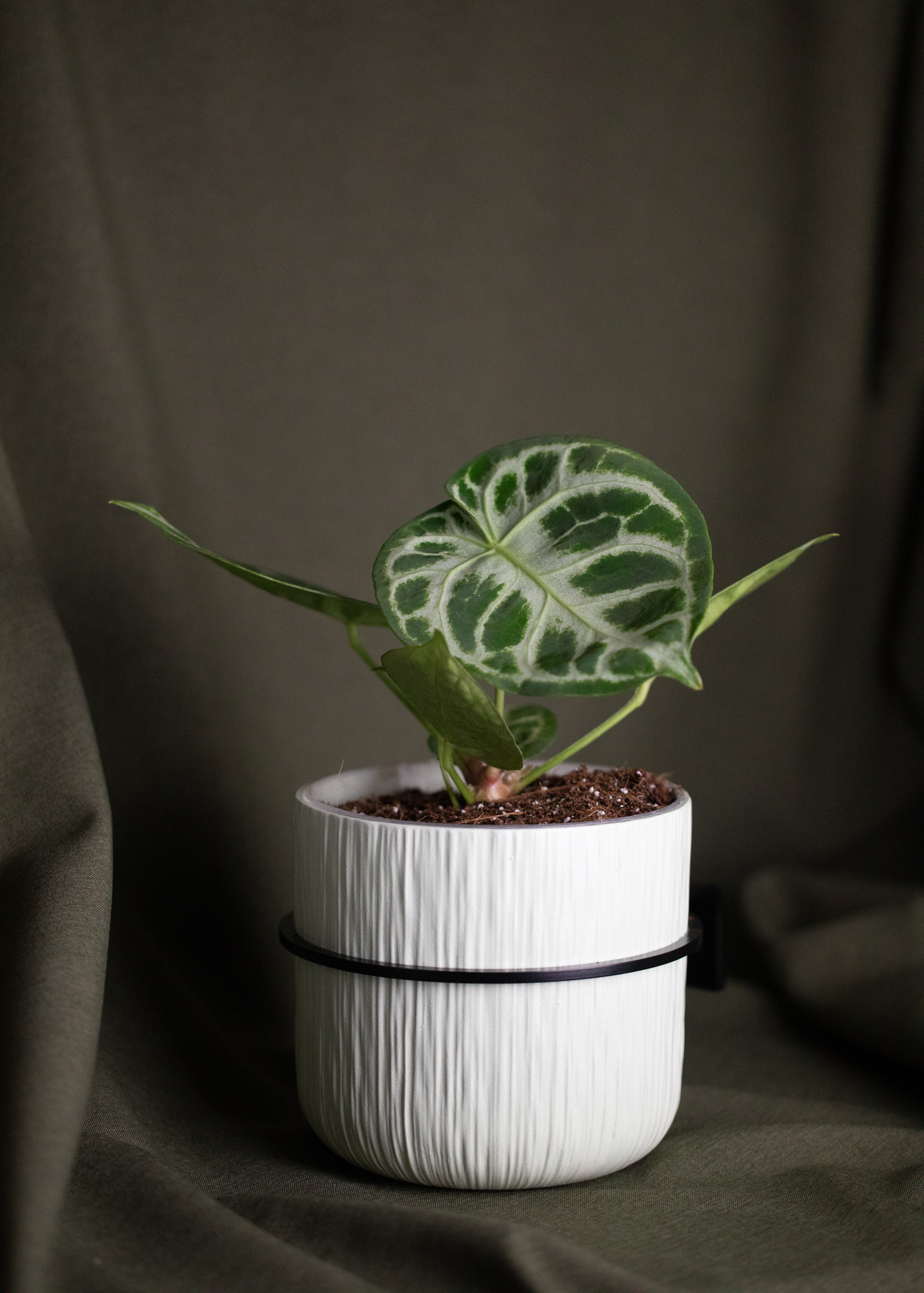 Planty Ring Planty Ring