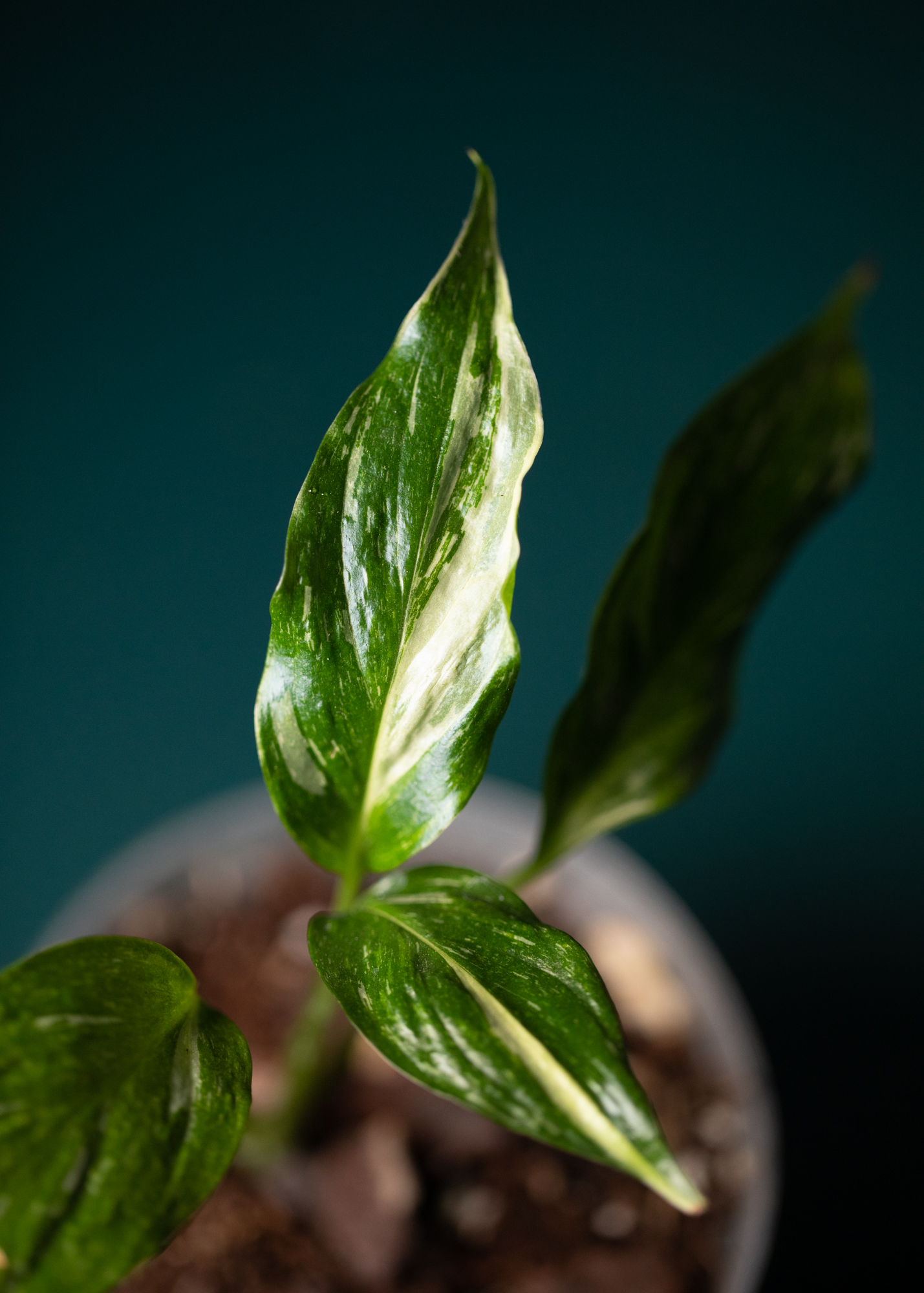 Spathiphyllum Variegata Spathiphyllum Variegata