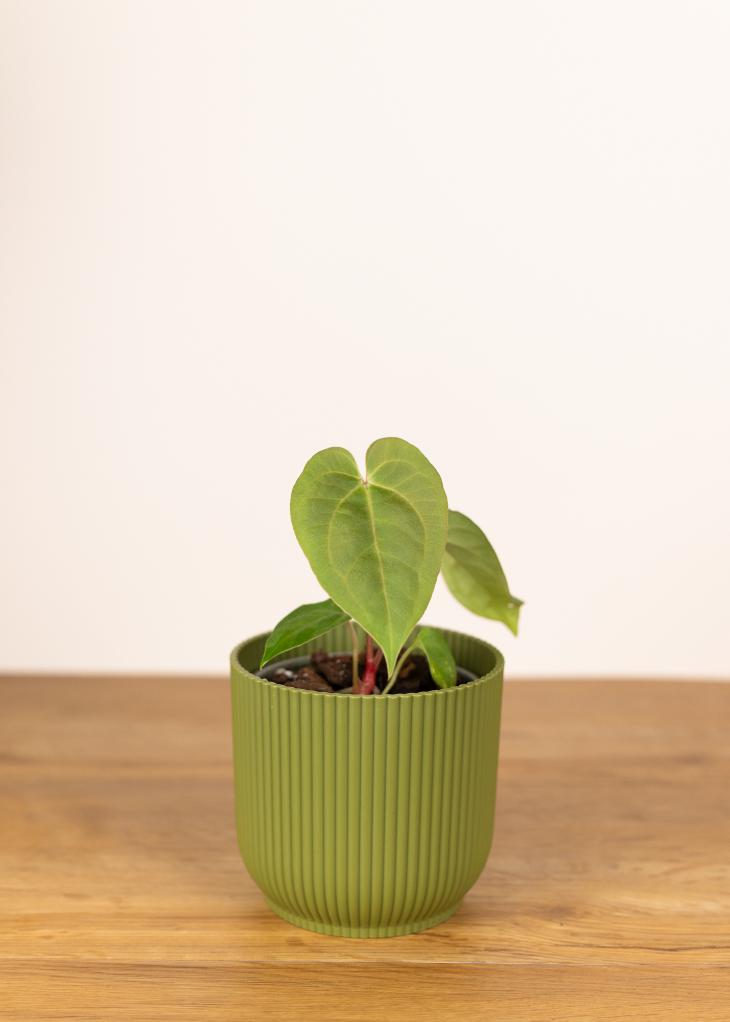 Anthurium besseae aff x warocqueanum esmeralda x papillilaminum x dressleri 