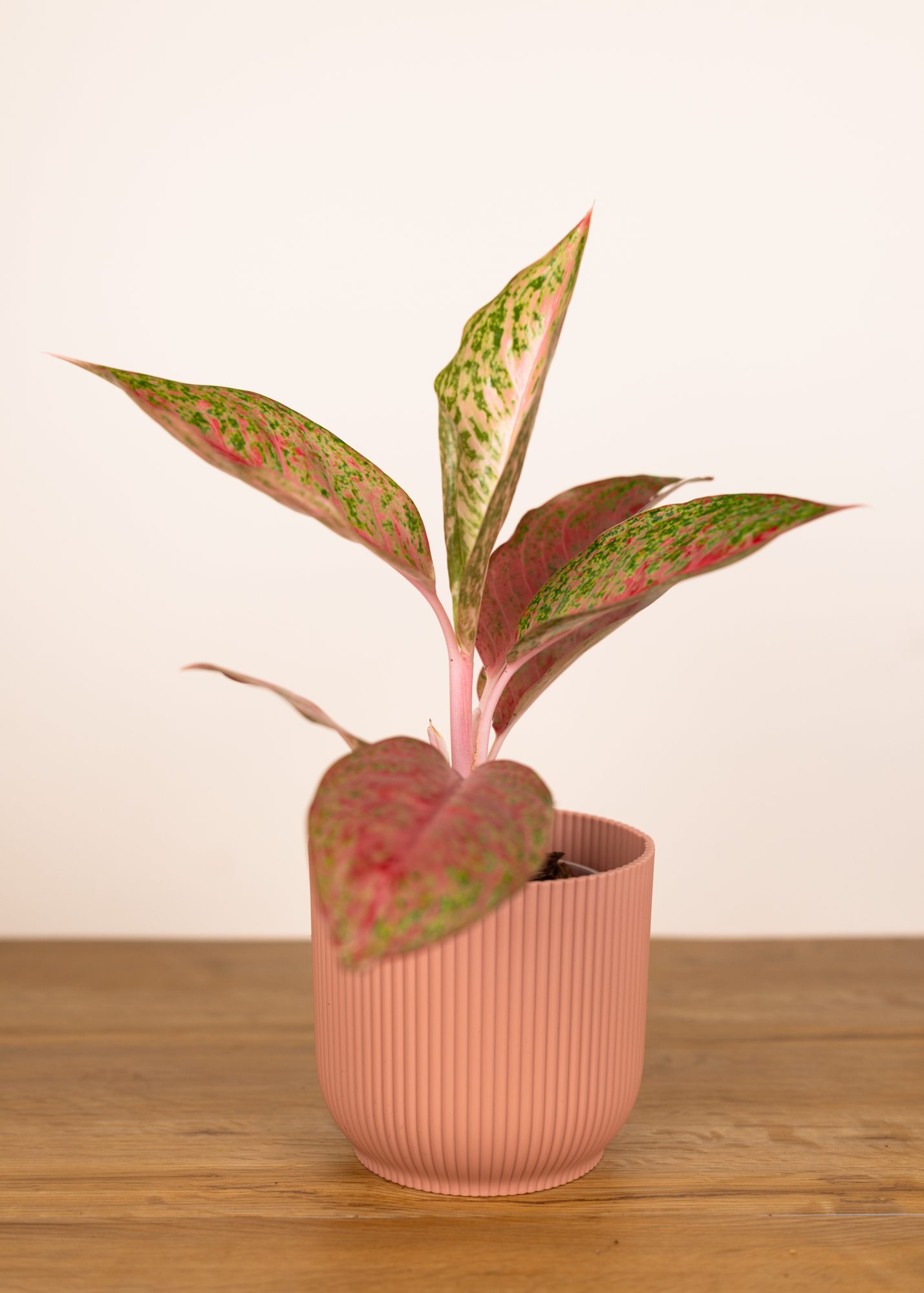 Aglaonema sexylia