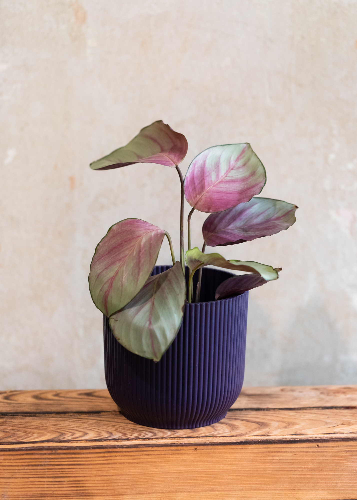 Calathea (Goeppertia) silver plate