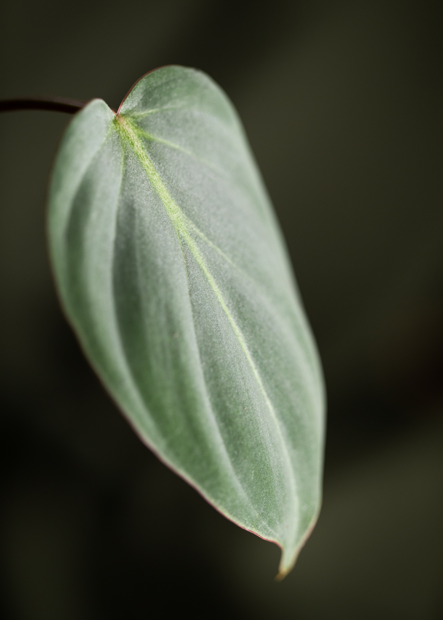 Philodendron Gloriosum 