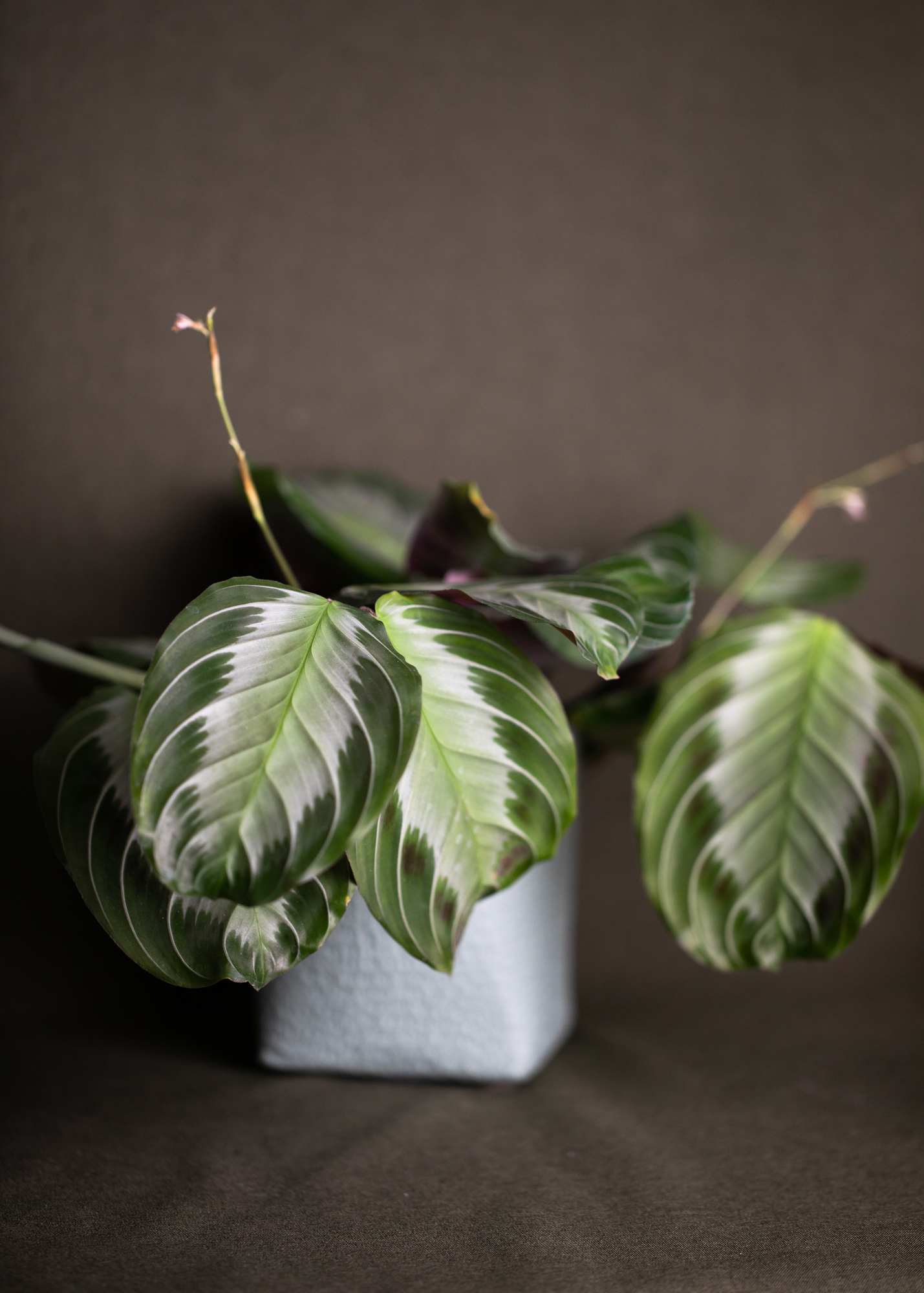 Maranta Silver Band