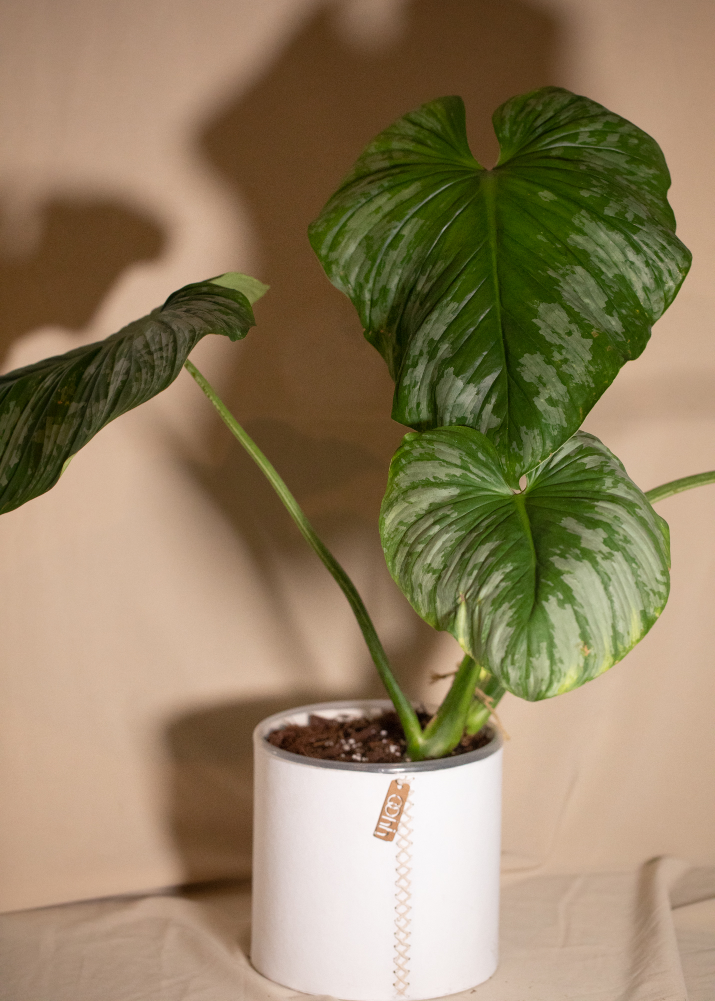 Philodendron Mamei Silver Cloud Philodendron Mamei Silver Cloud