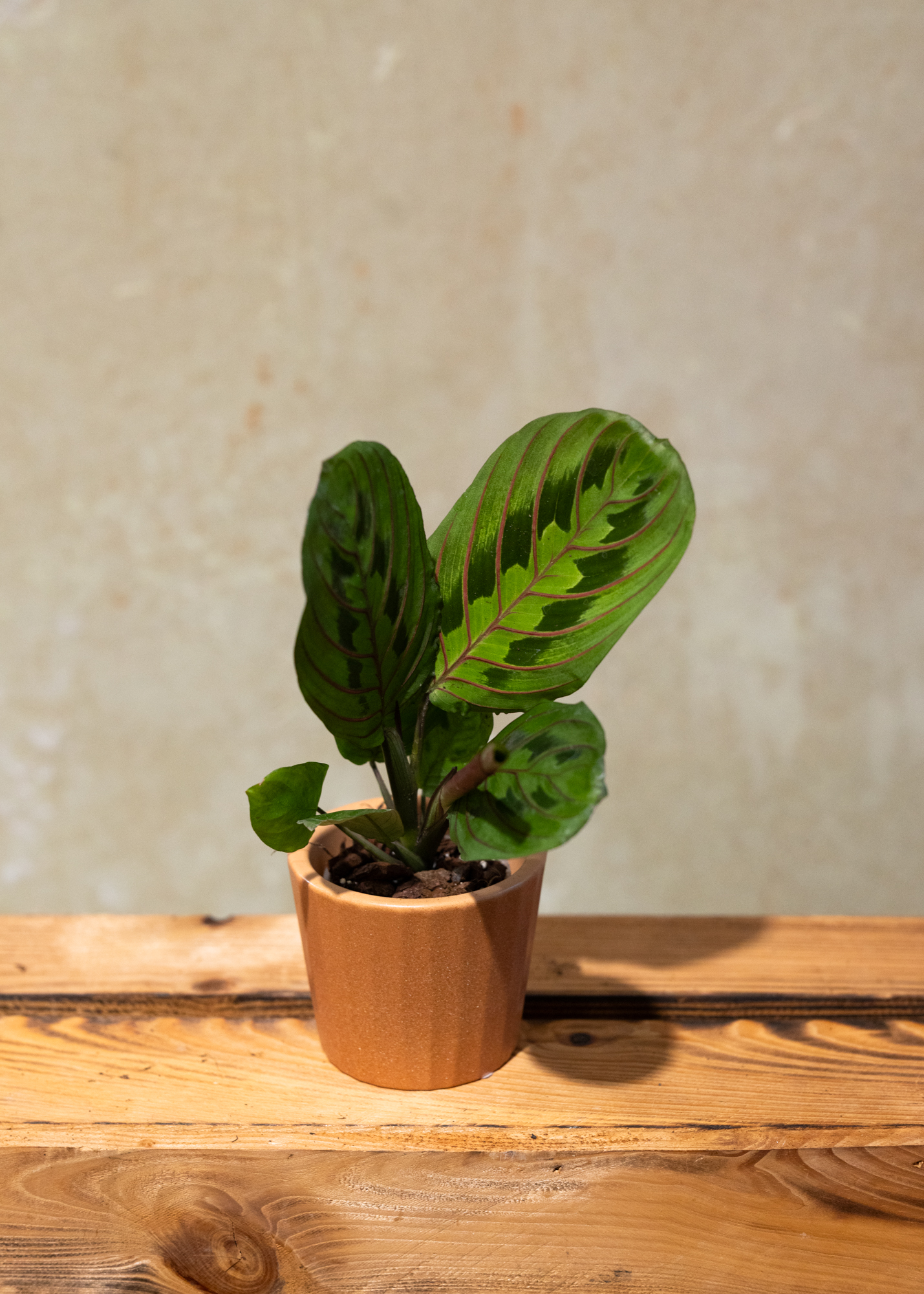 Maranta Leuconeura Fascinator XS