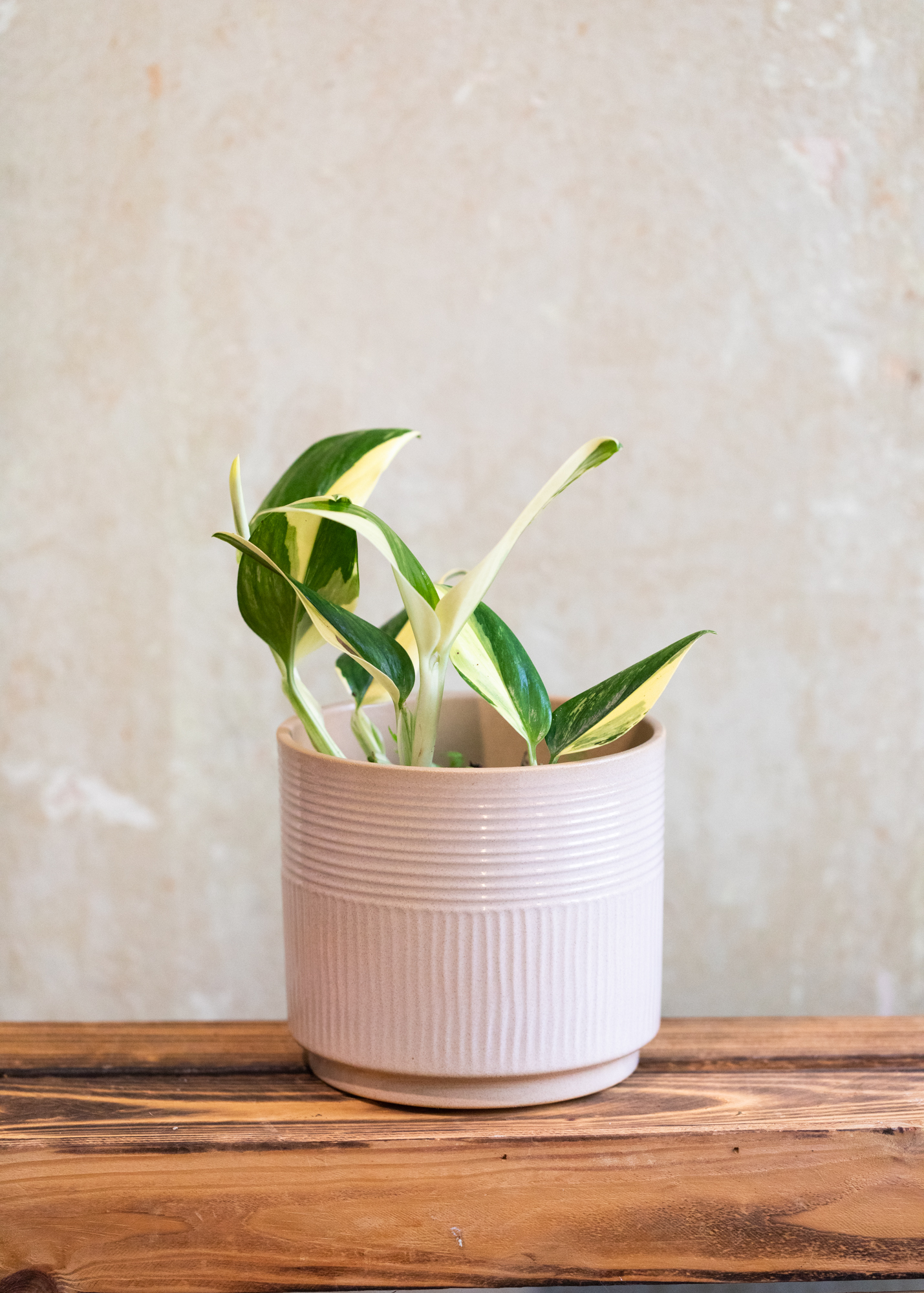 Monstera standleyana aurea variegata