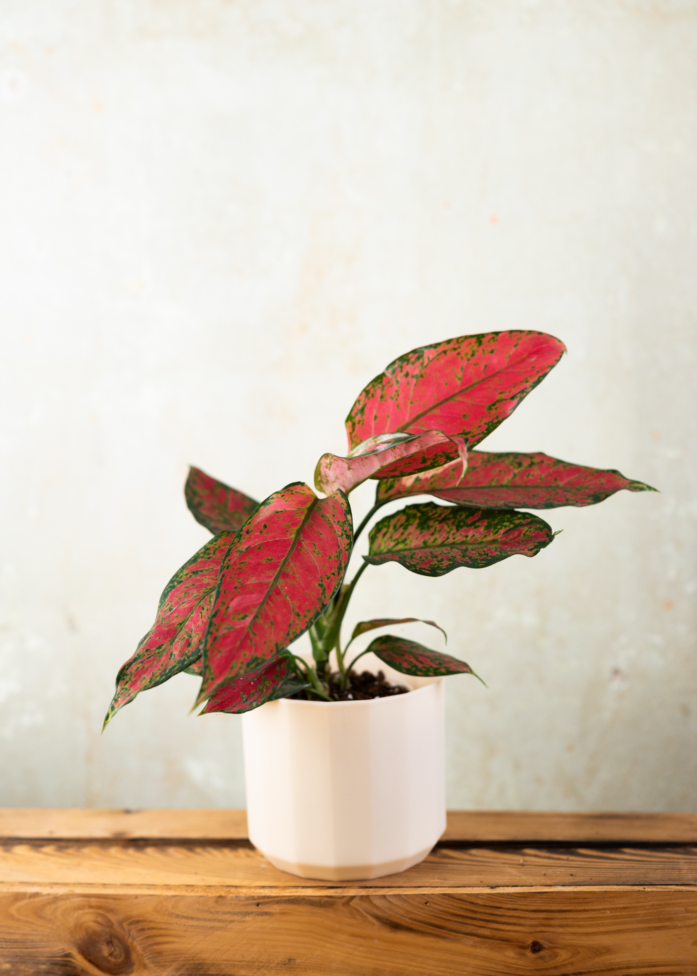 Aglaonema red anyamanee