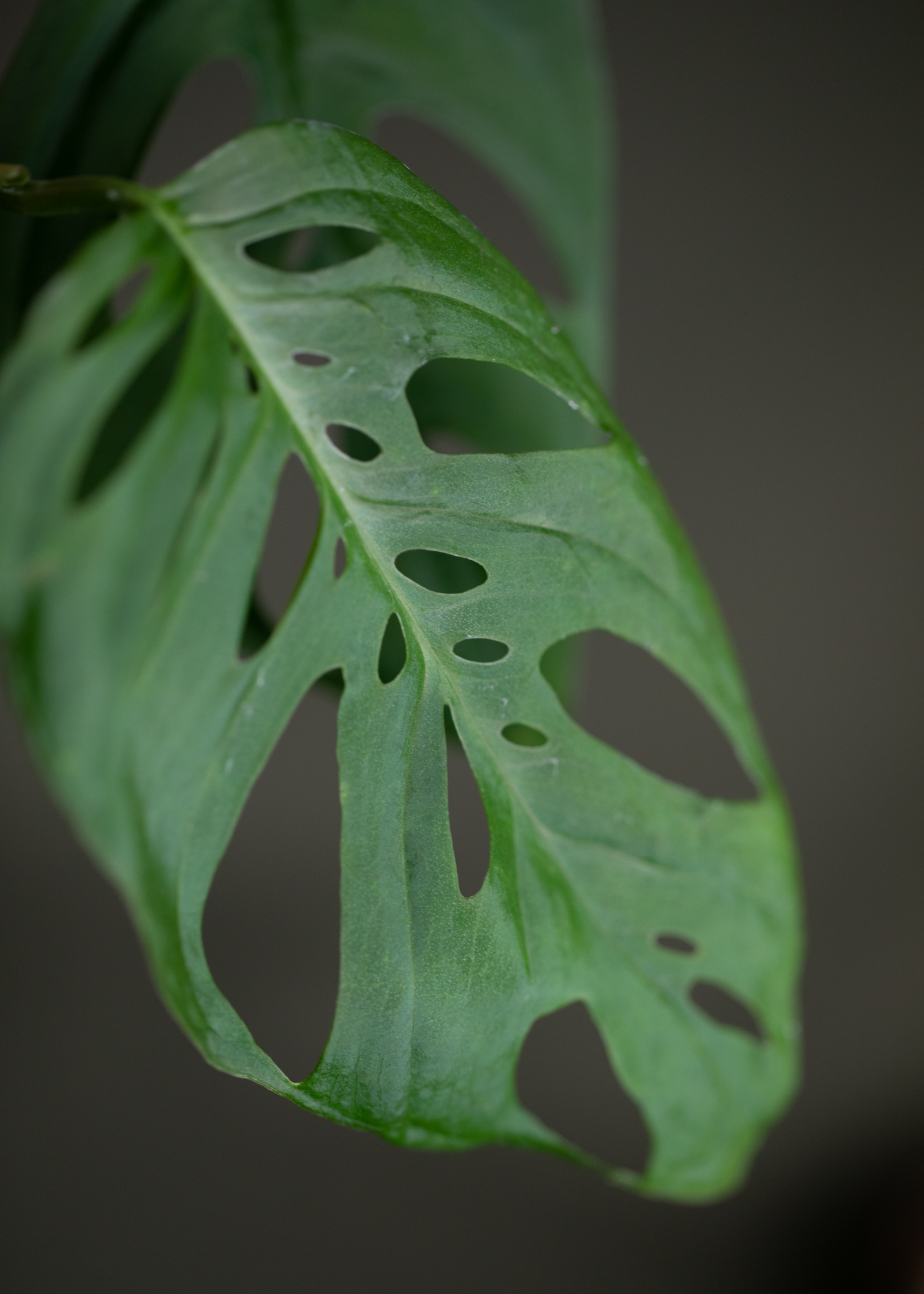 Monstera Adansonii Bolivia