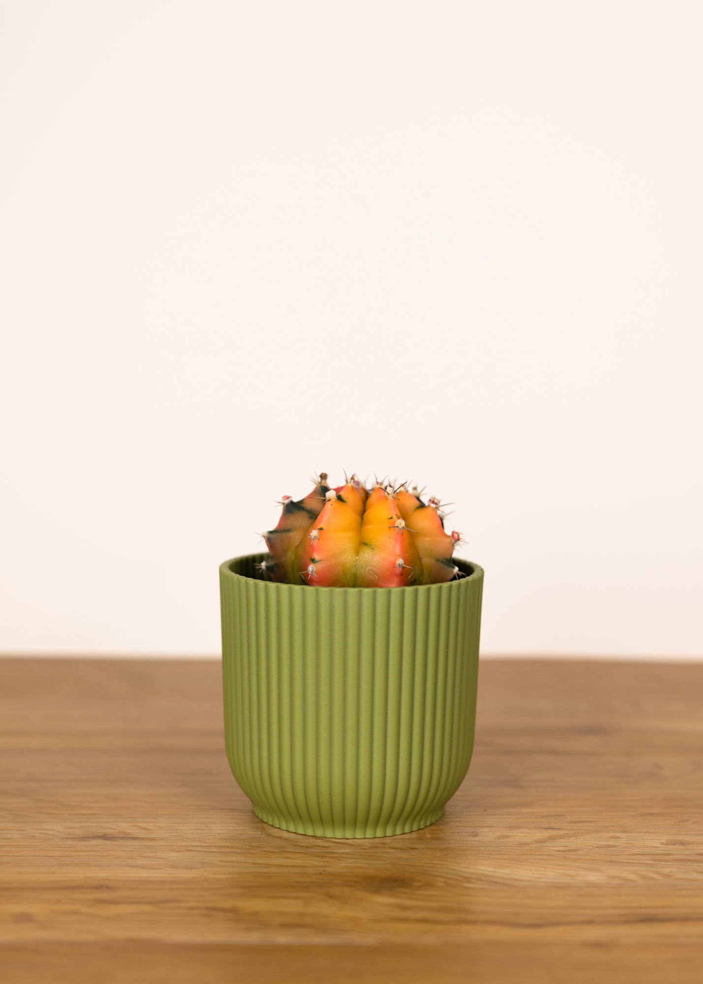 Gymnocalycium Mihanovichii Variegata 8