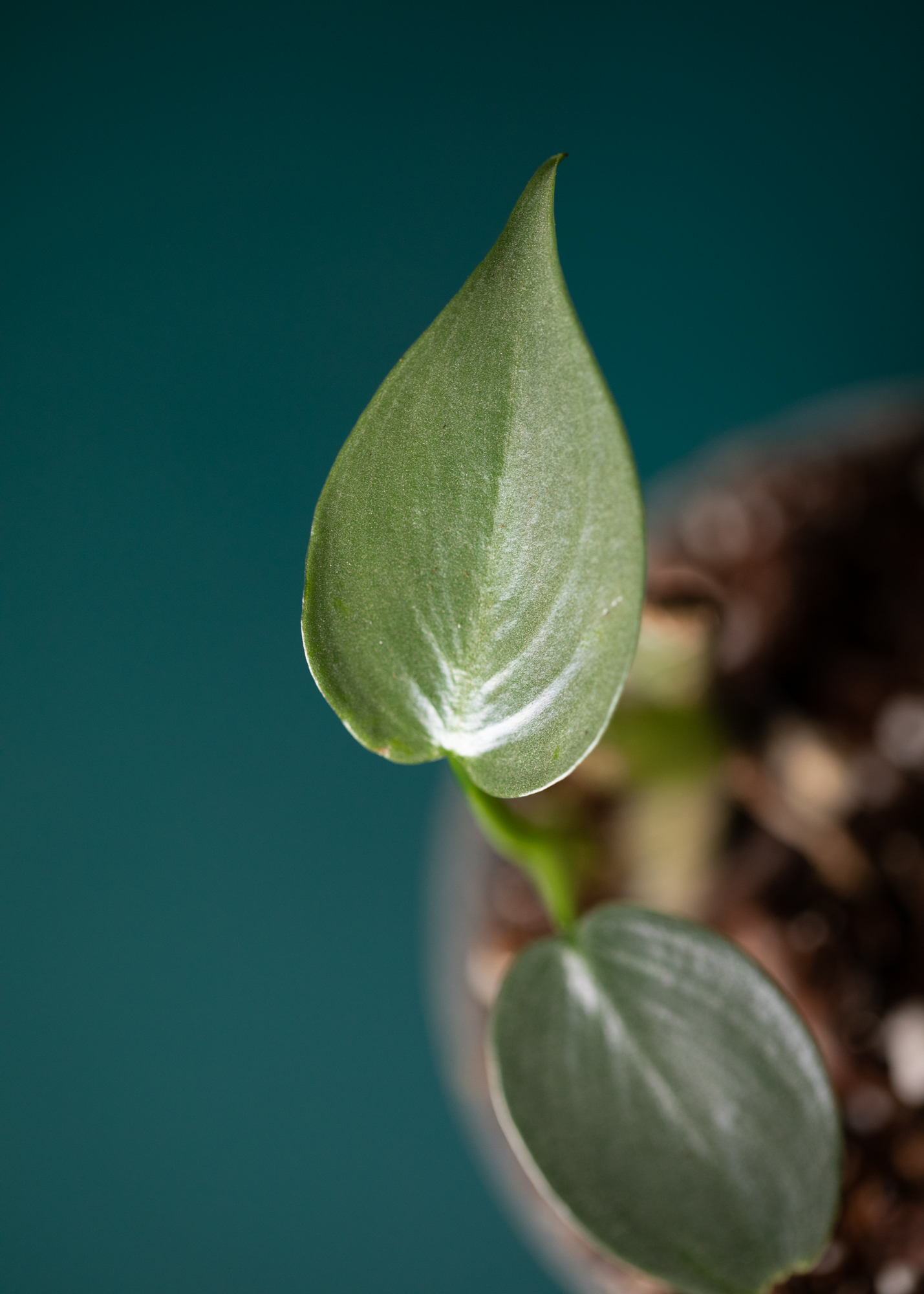 Philodendron Hastatum Philodendron Hastatum