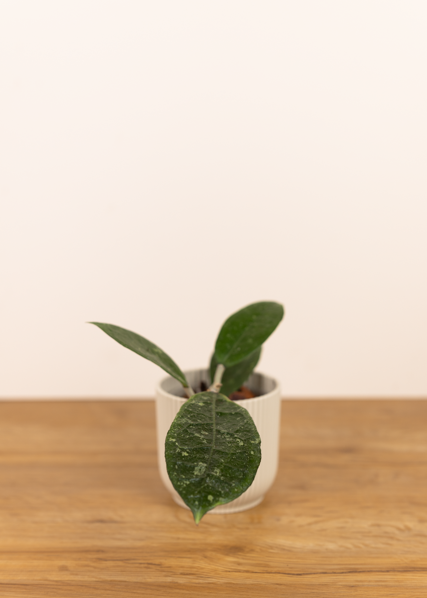 Hoya sp. aff vitellina