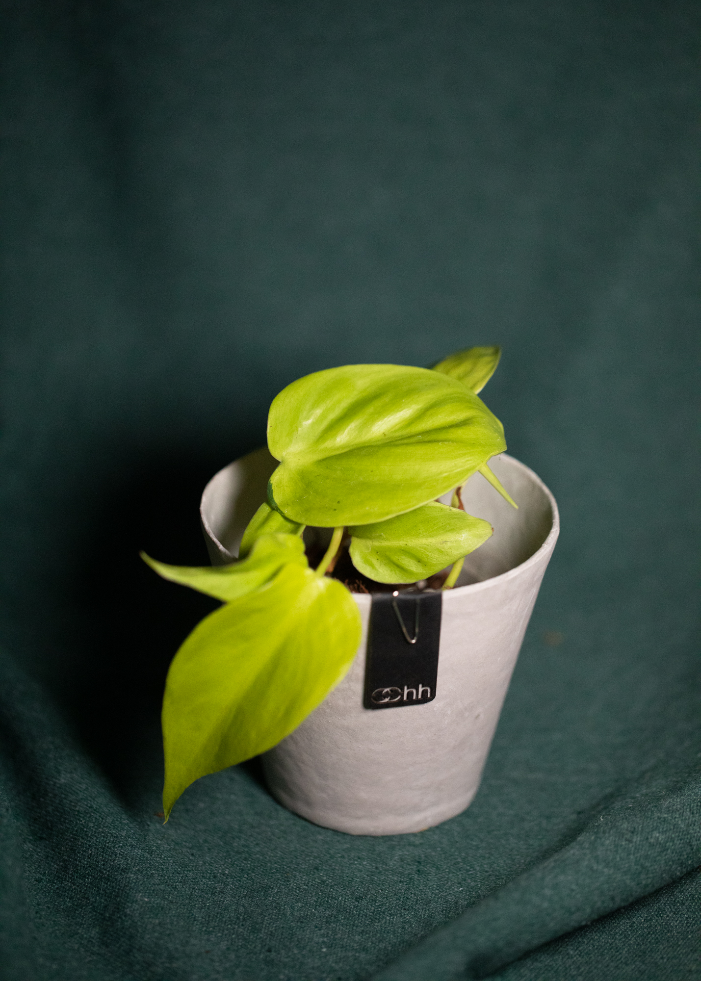 Philodendron Hederaceum var Oxycardium Lemon Lime Philodendron Hederaceum var Oxycardium Lemon Lime