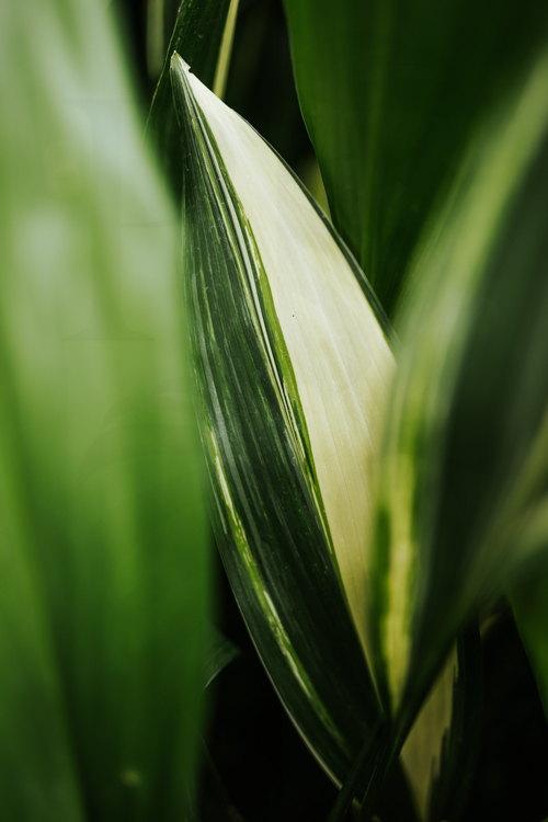 Aspidistra Elatior Variegata