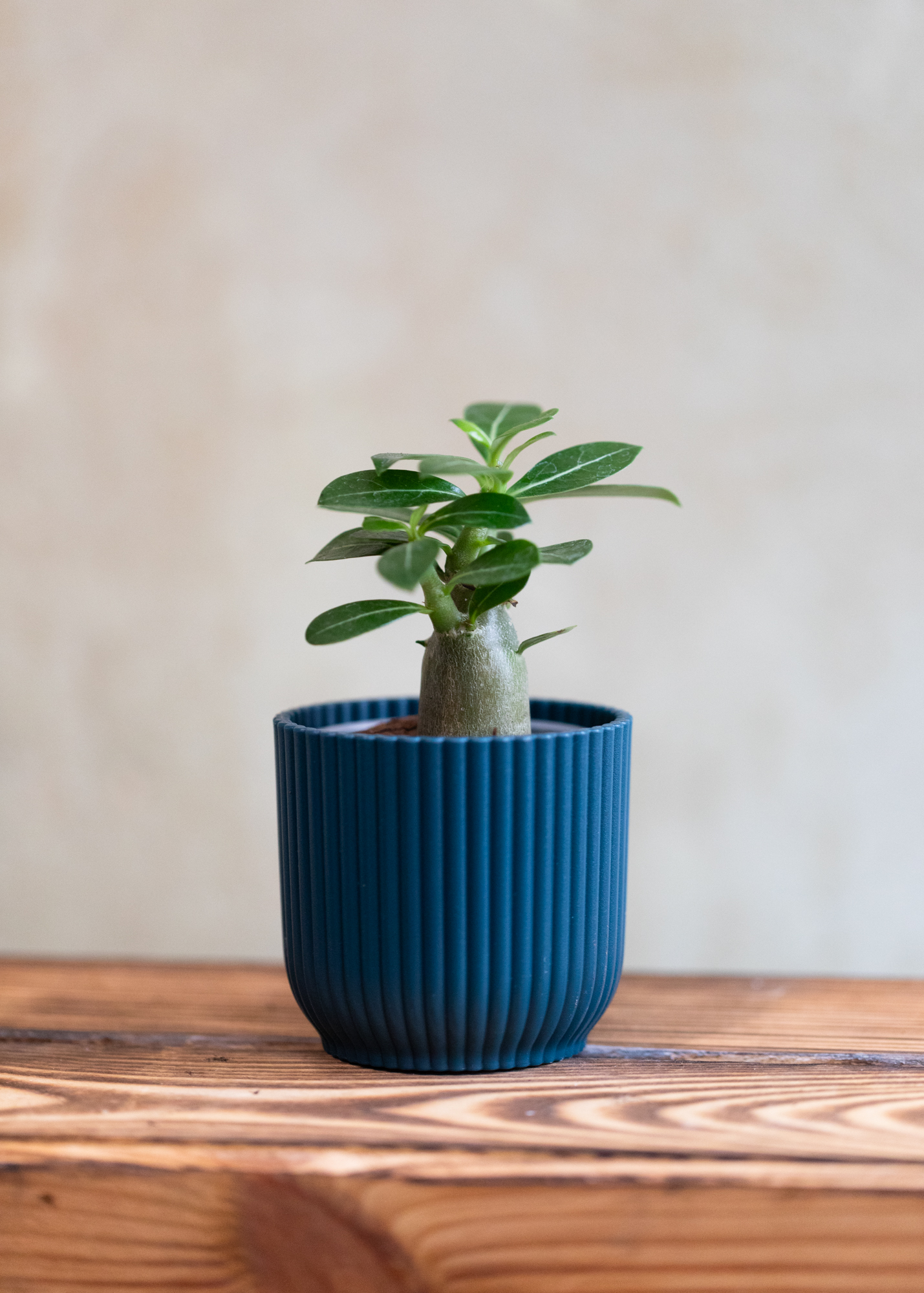 Adenium obesum