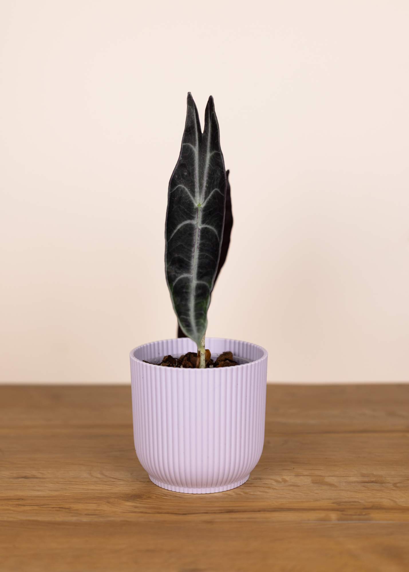 Alocasia longiloba purple