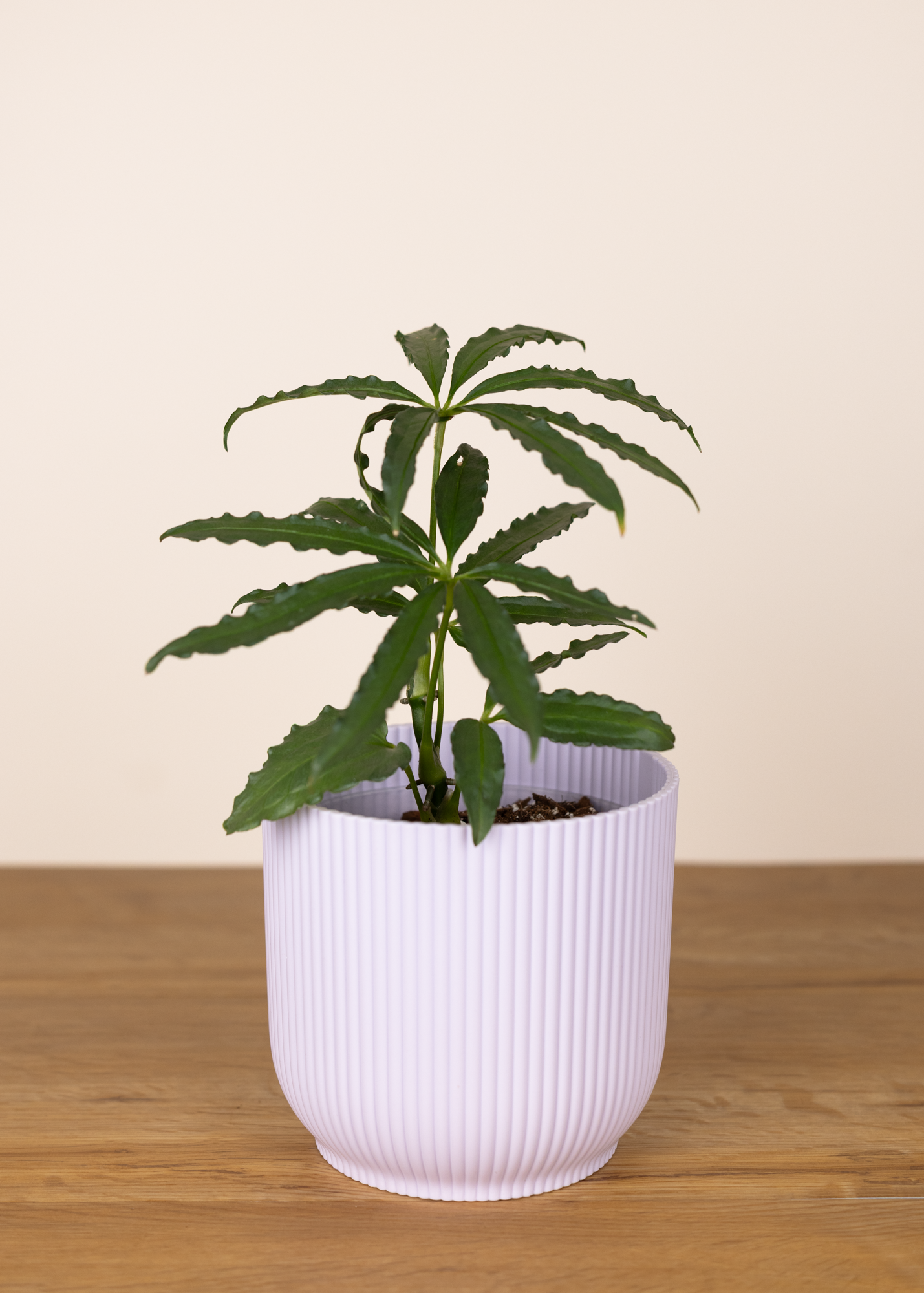 Anthurium polystichum