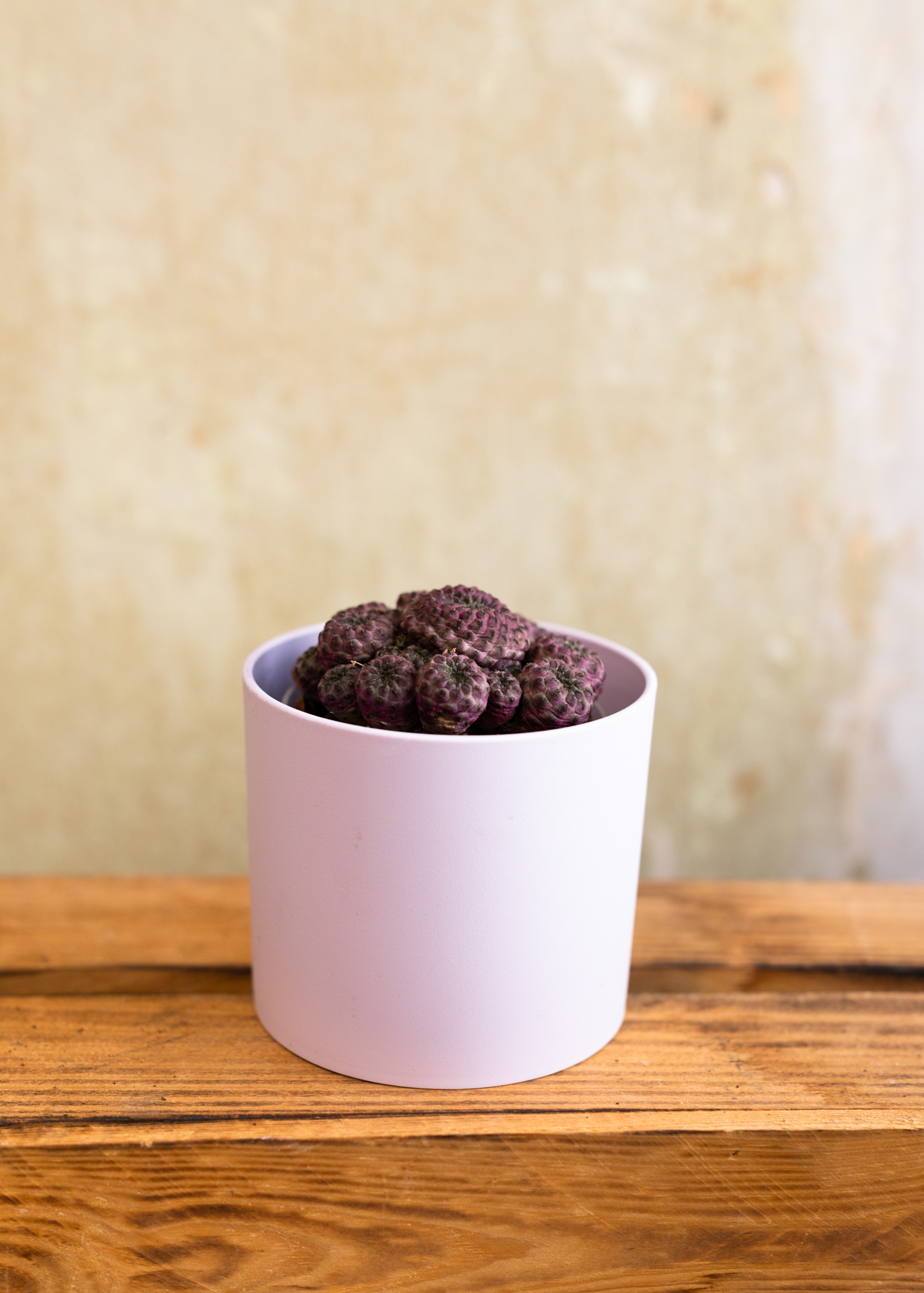 Sulcorebutia rauschii