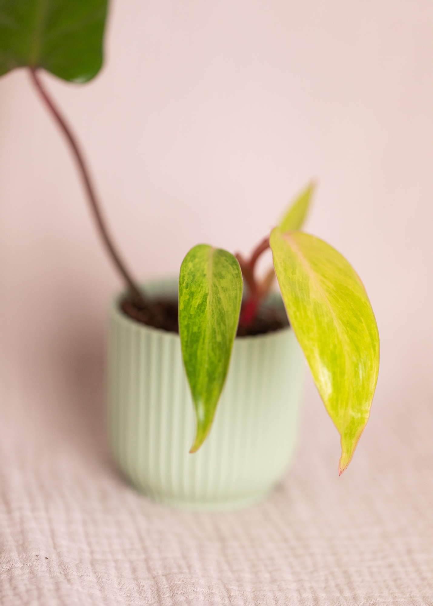 Philodendron Painted Lady 