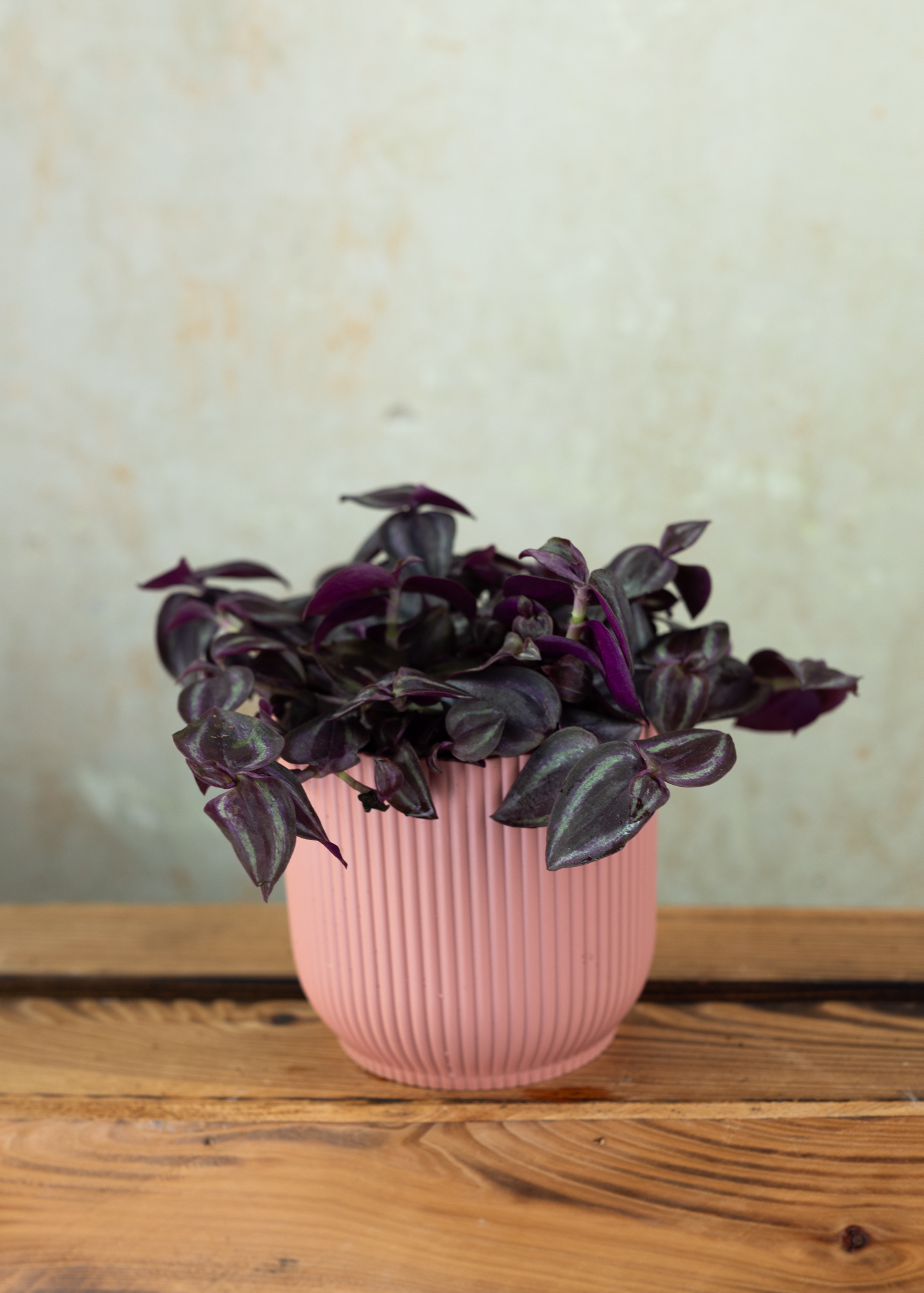 Tradescantia zebrina 'Burgundy'