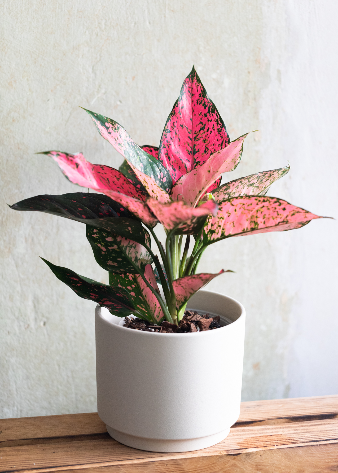 Aglaonema komkom magenta