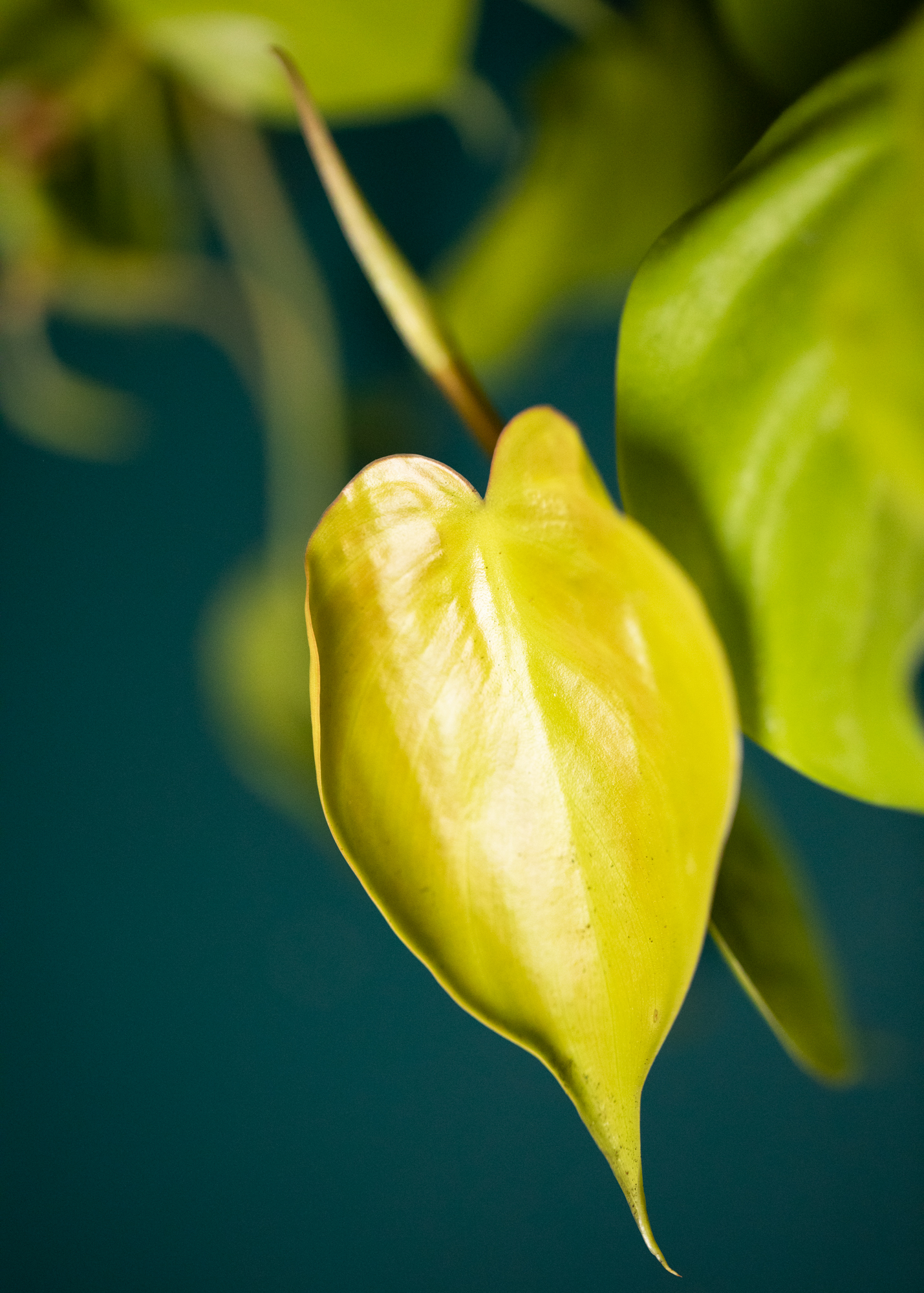Philodendron Hederaceum var Oxycardium Lemon Lime Philodendron Hederaceum var Oxycardium Lemon Lime