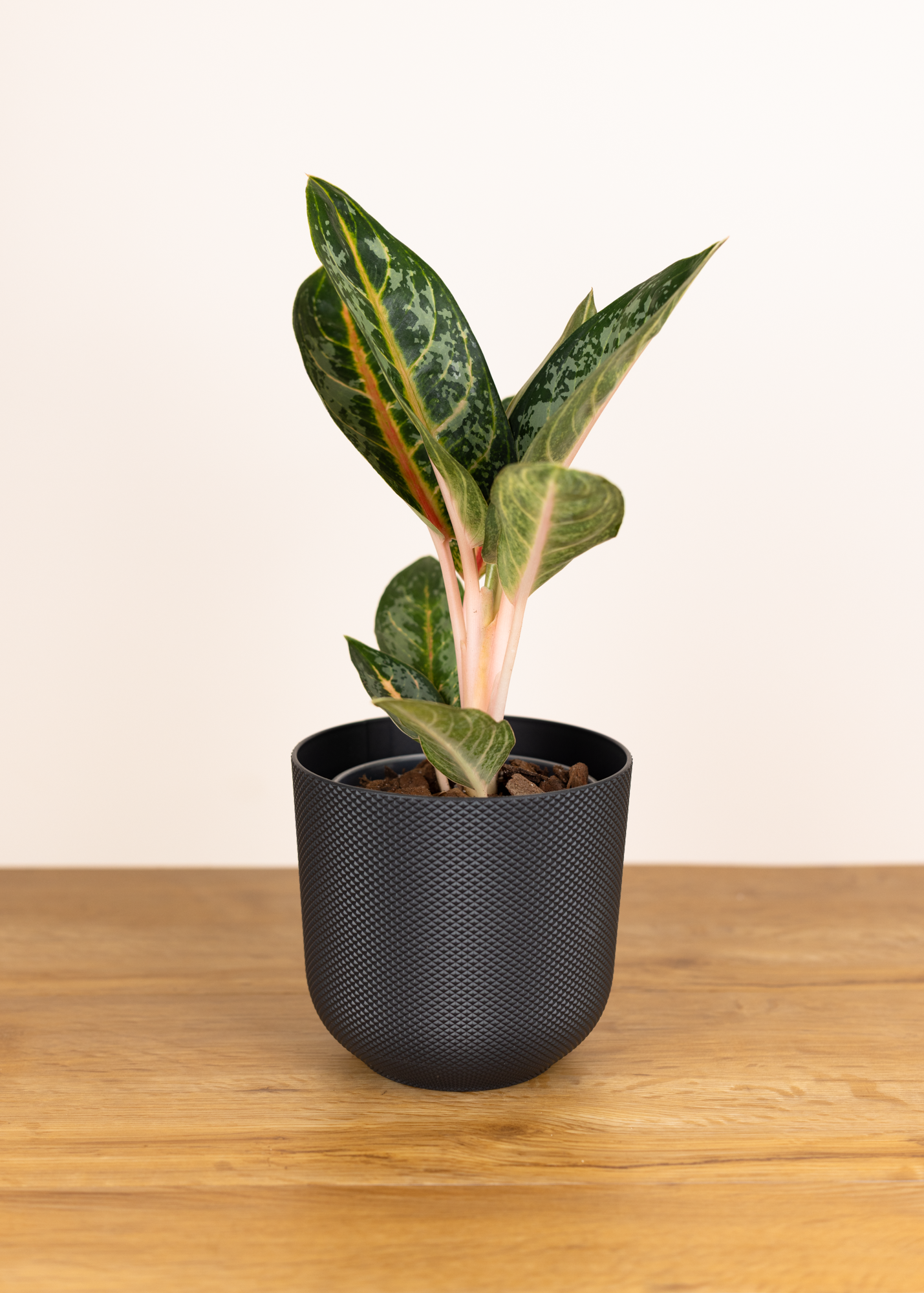 Aglaonema gadjah mada
