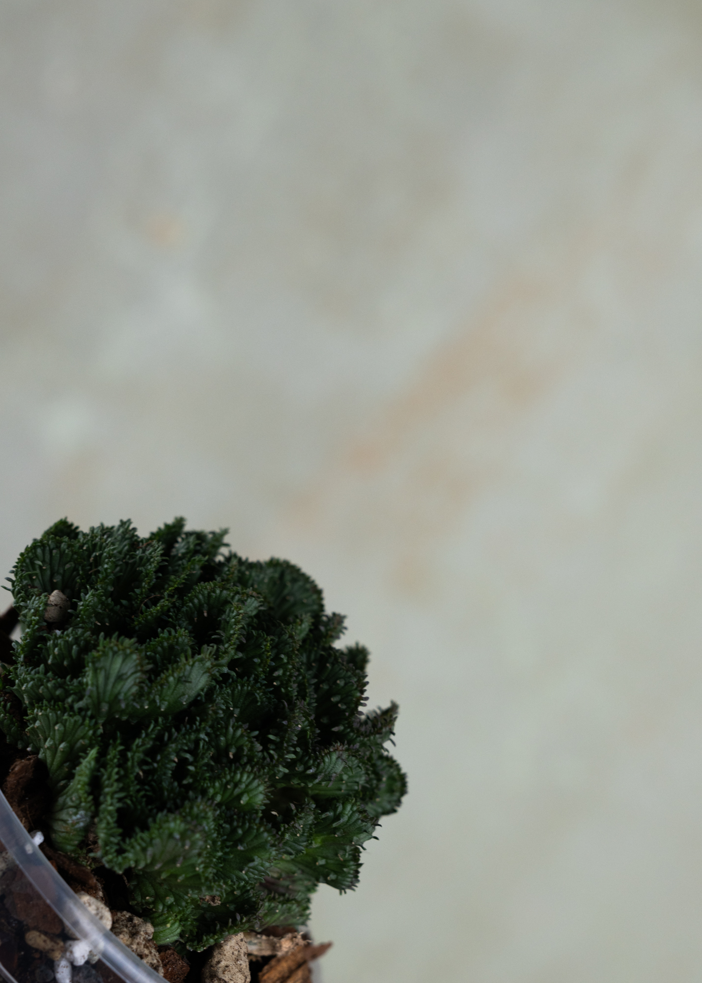 Euphorbia flangani f. cristata