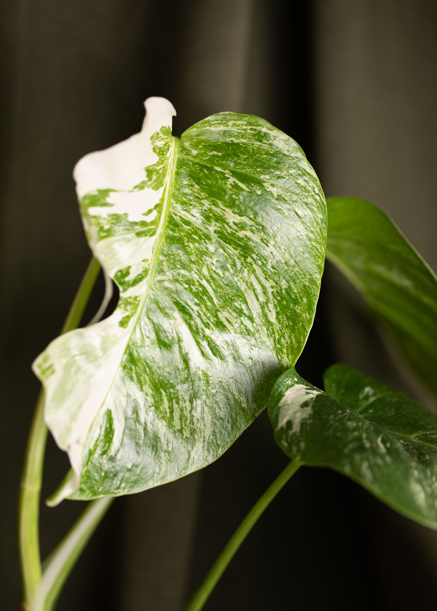 Monstera Deliciosa Albo Variegata (small form variegated) 1 Monstera Deliciosa Albo Variegata (small form variegated) 1