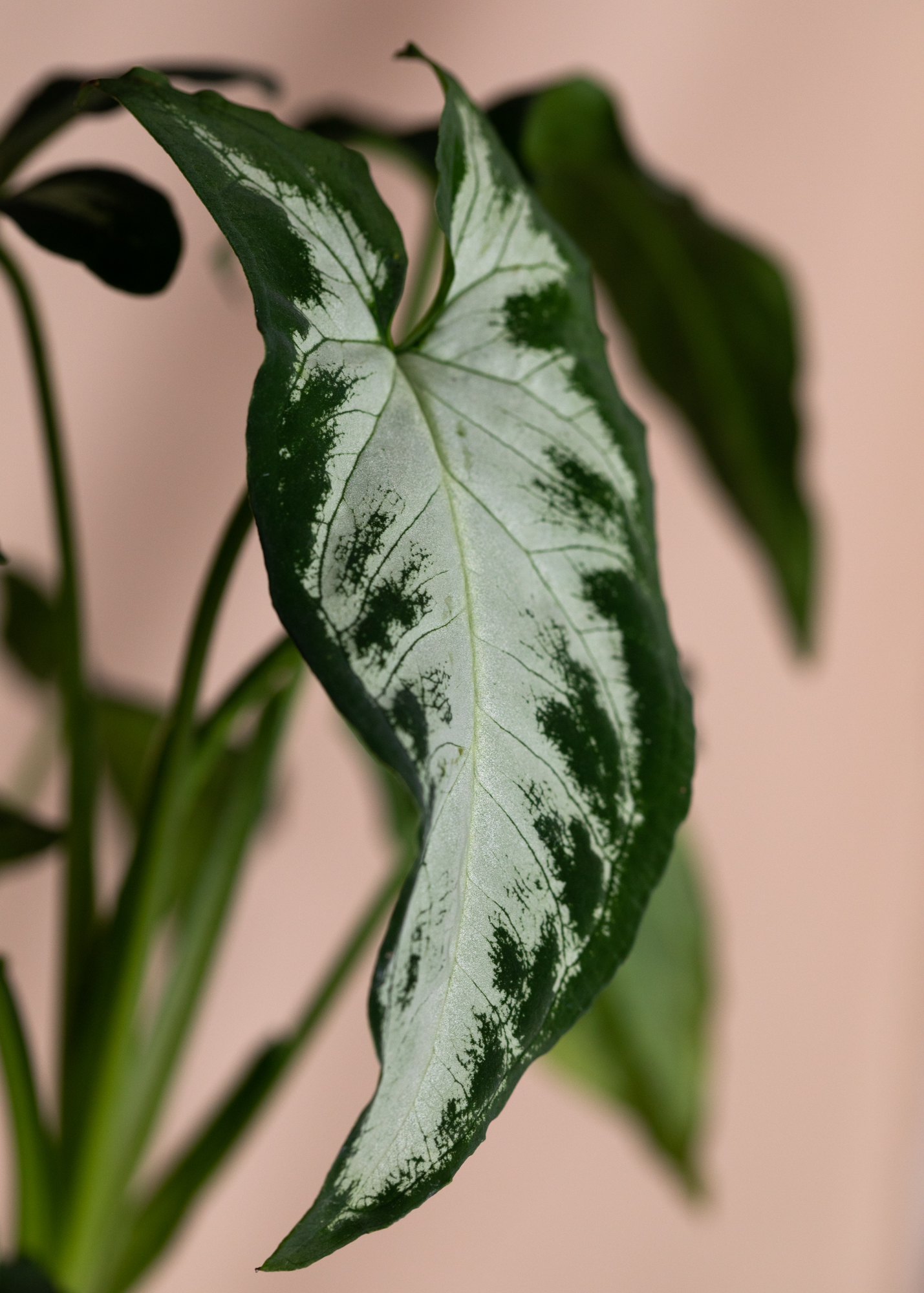 Syngonium Wendlandii Silver Goosefoot Syngonium Wendlandii Silver Goosefoot