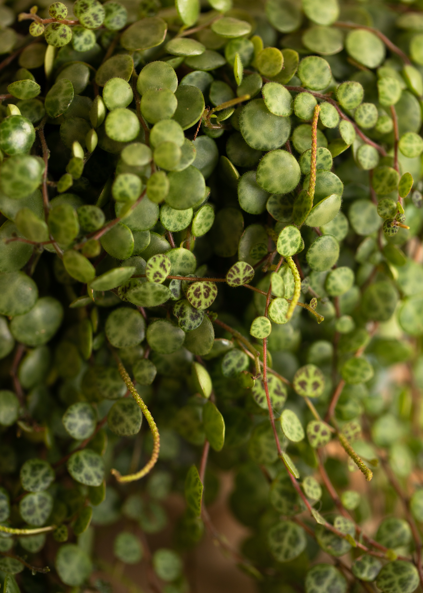 Peperomia Prostrata Peperomia Prostrata
