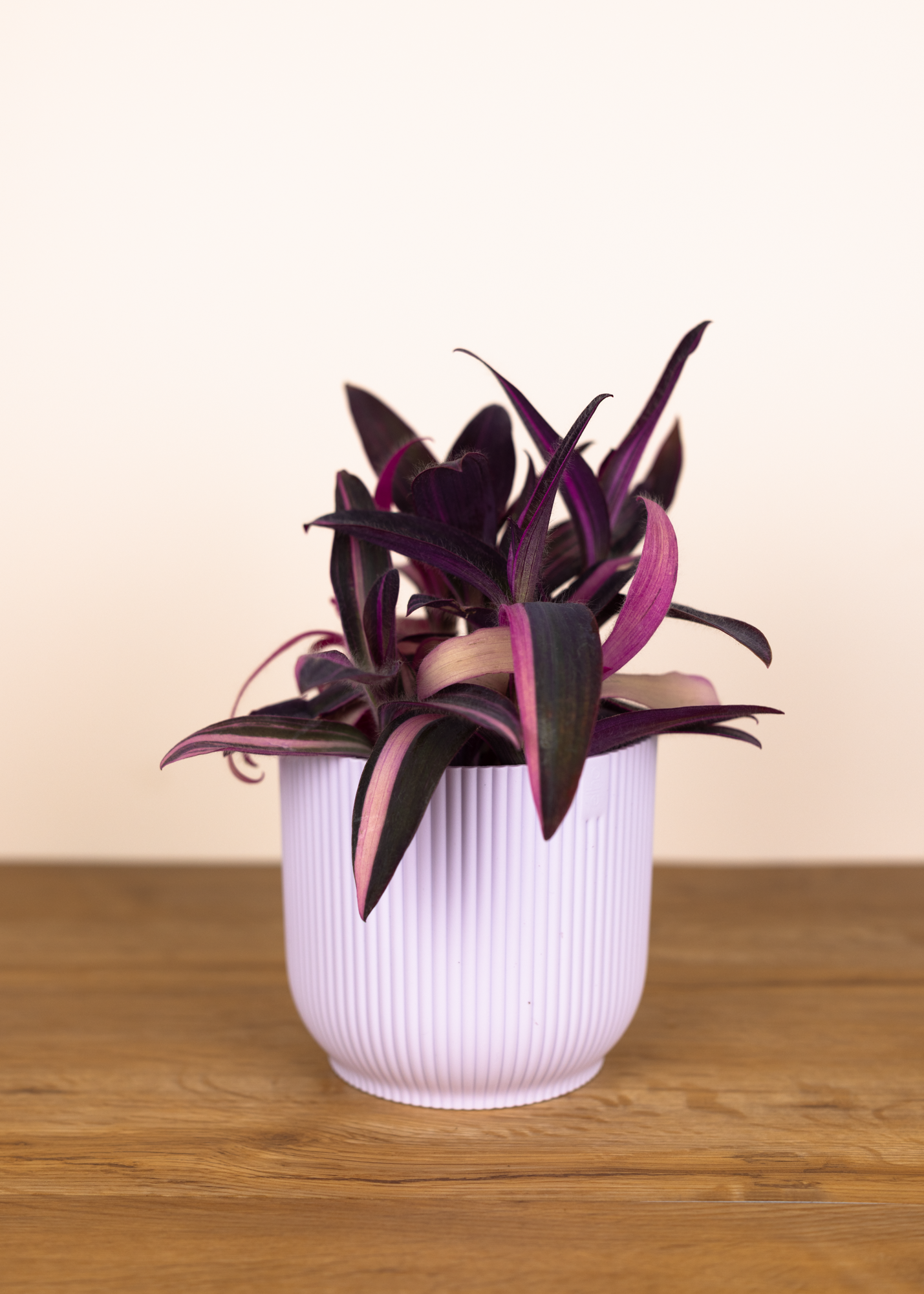 Tradescantia pallida variegata