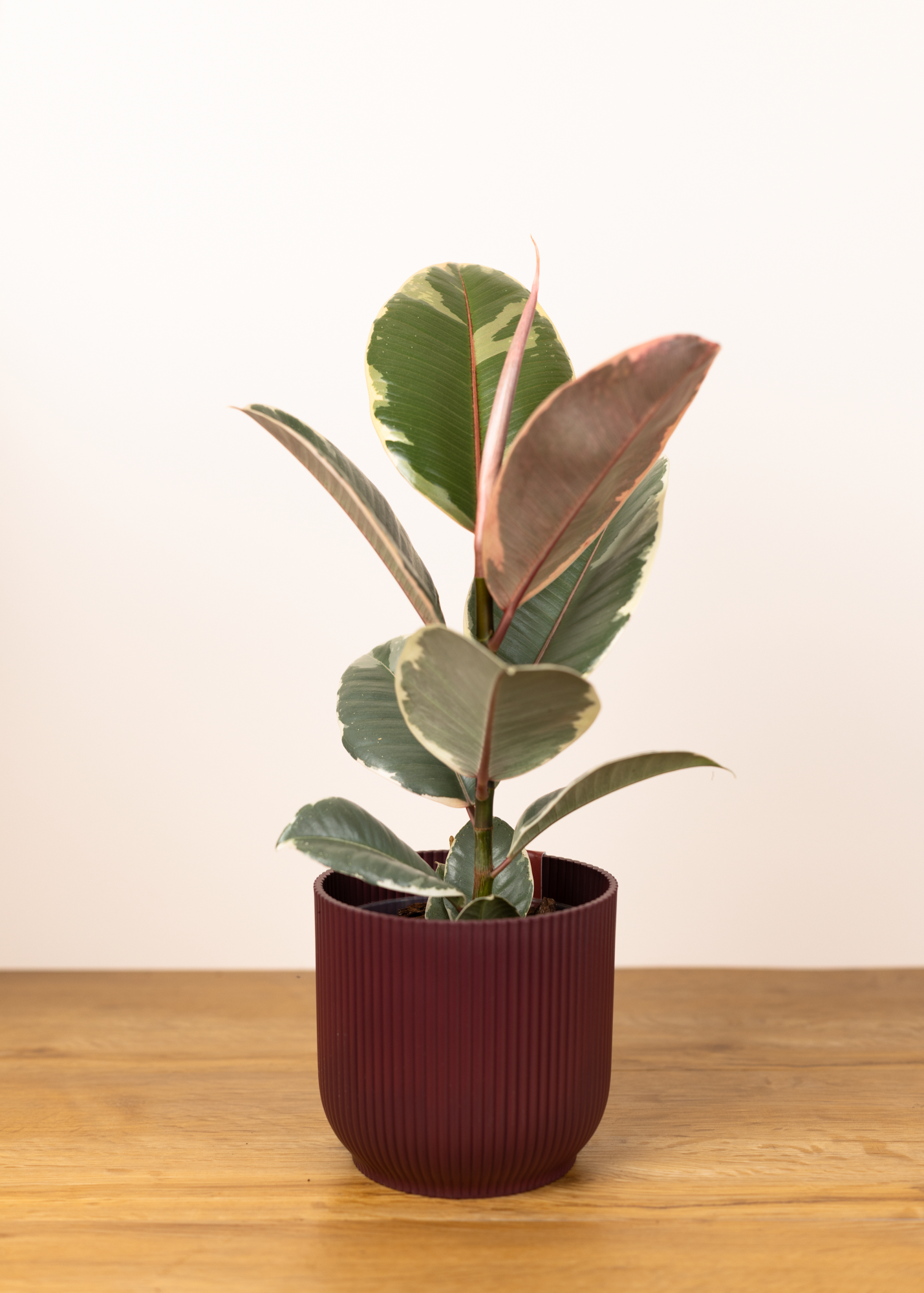 Ficus elastica tineke