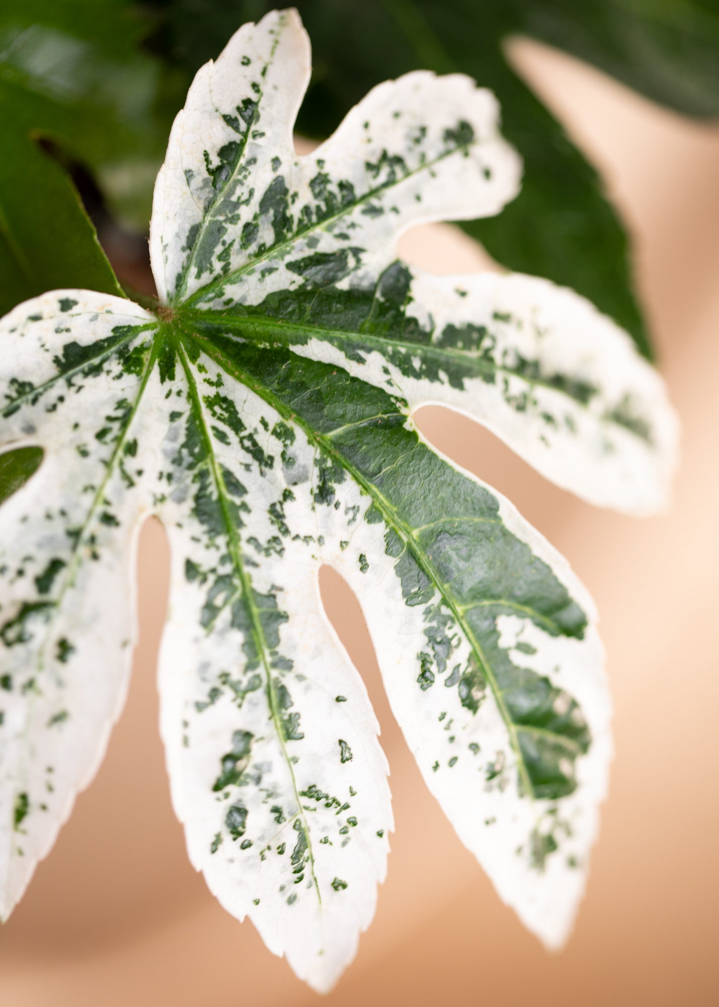 Fatsia Japonica Variegata 'Spiderweb'