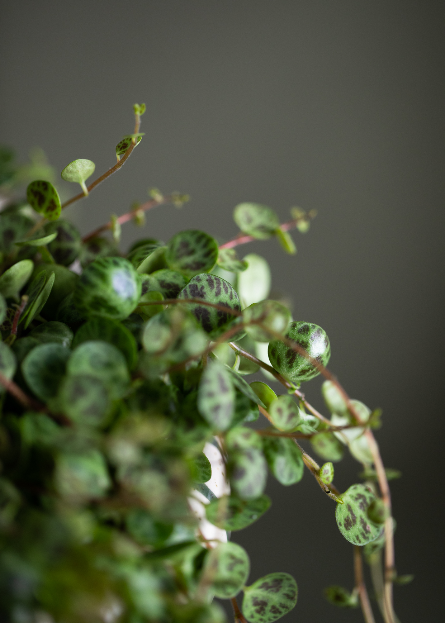 Peperomia Prostrata