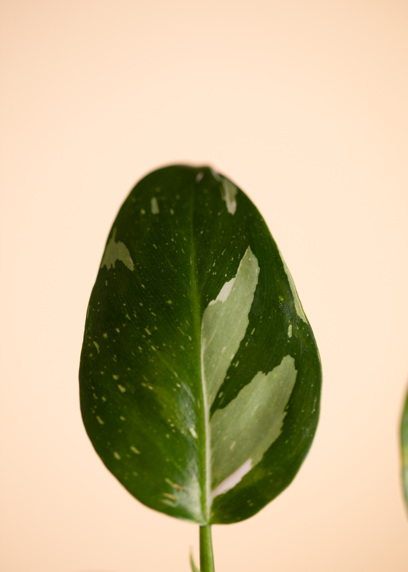 Philodendron White Princess