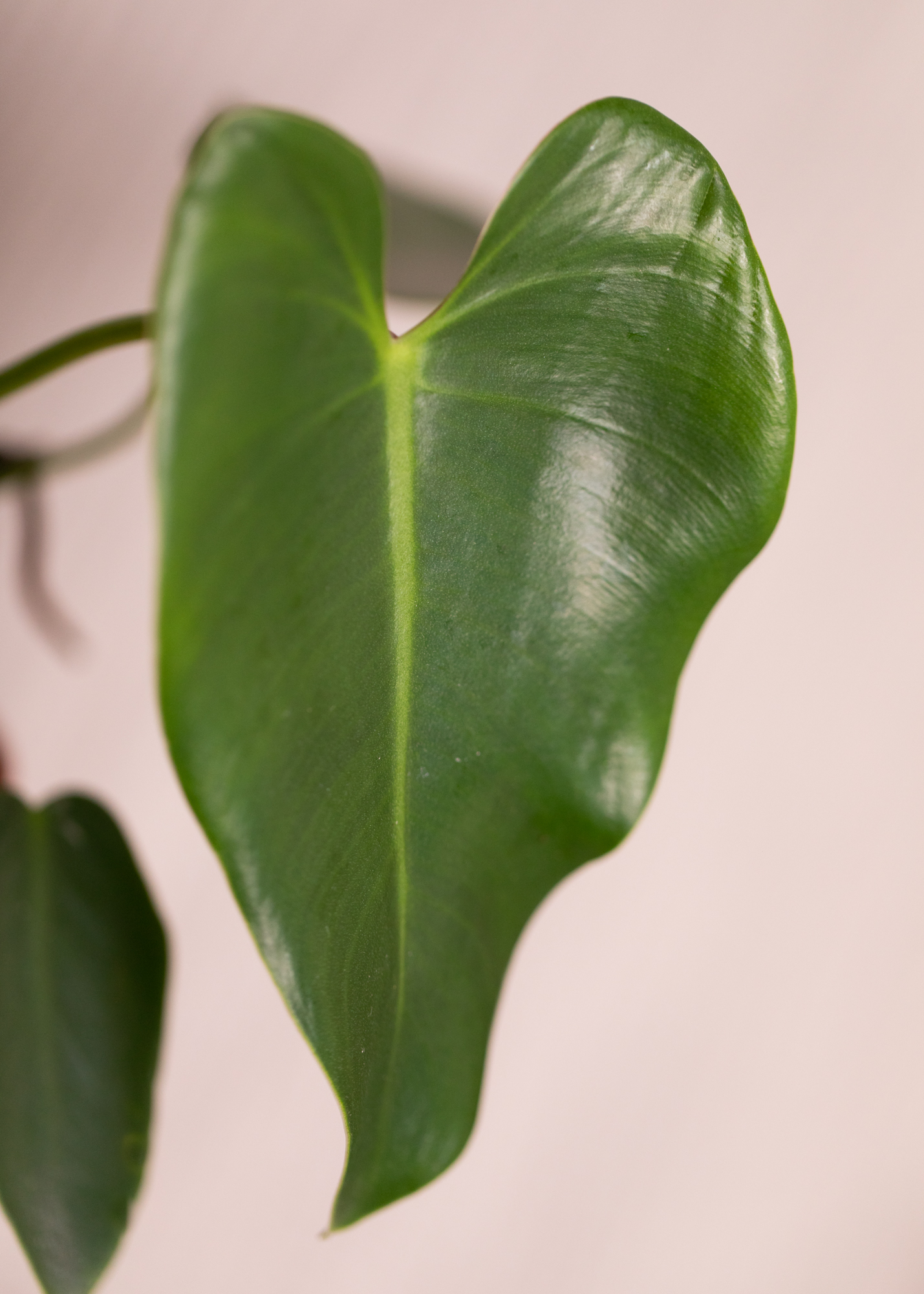 Philodendron Corcovadensis