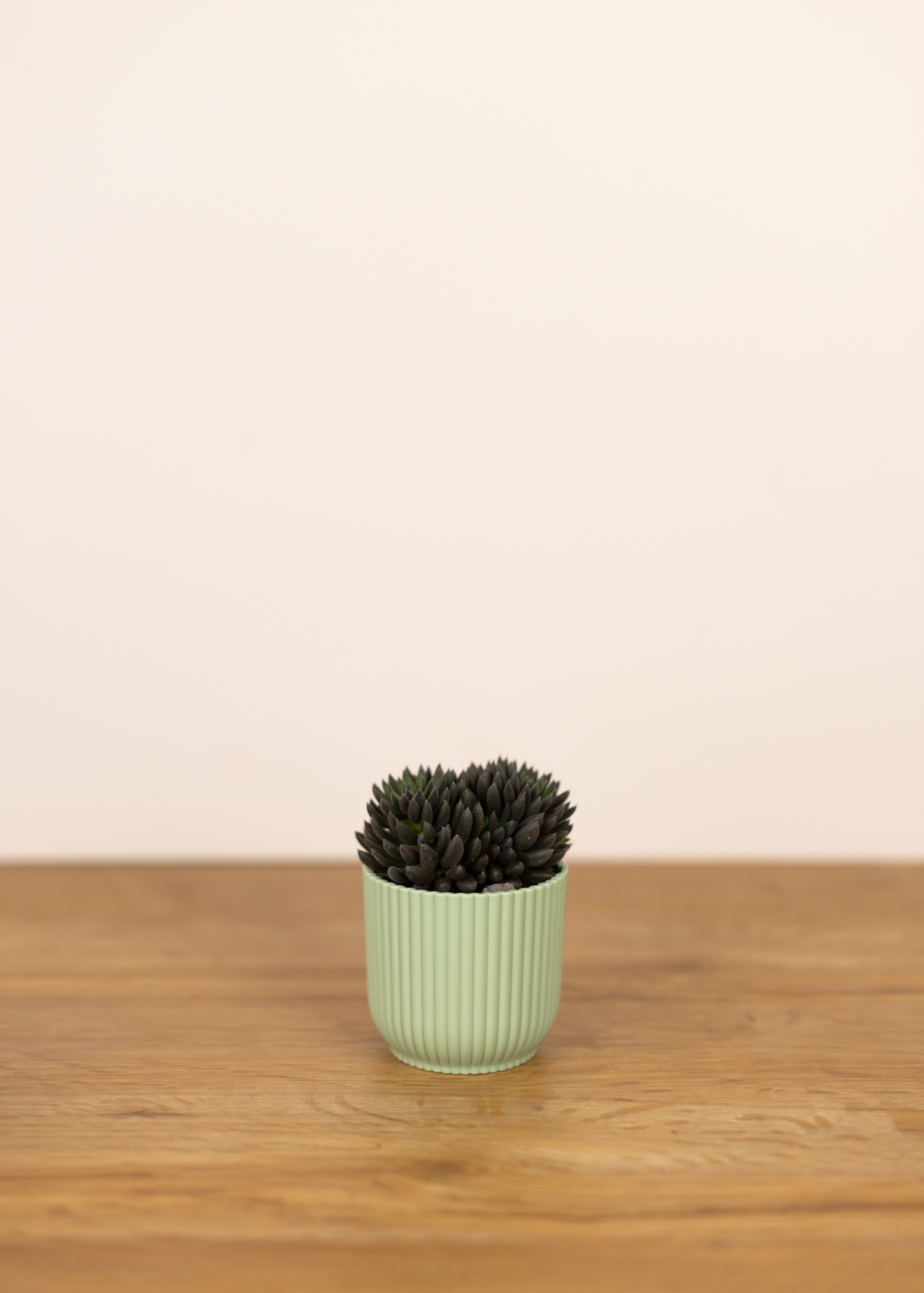 Sinnocrassula yunnanensis