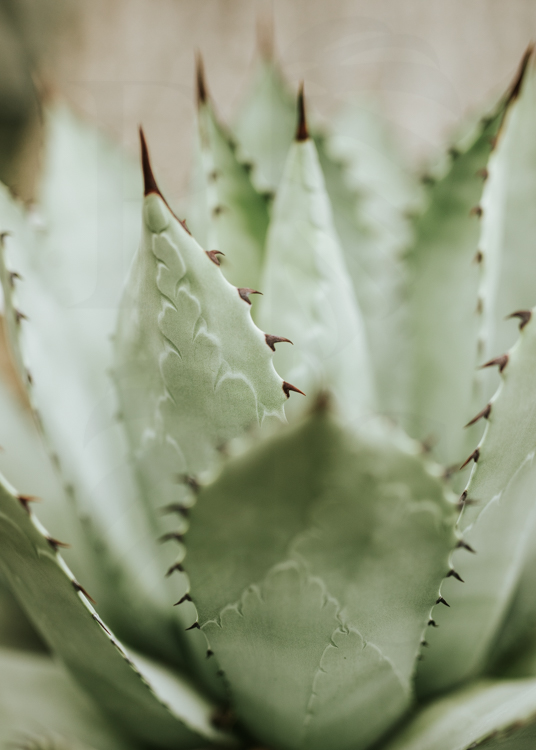Agave Flexispina 