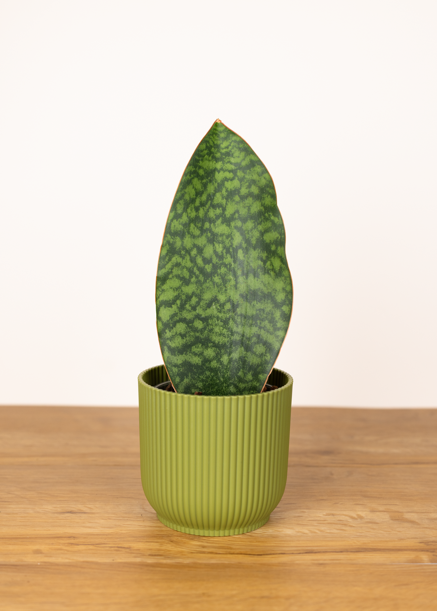 Sansevieria (Dracaena) masoniana