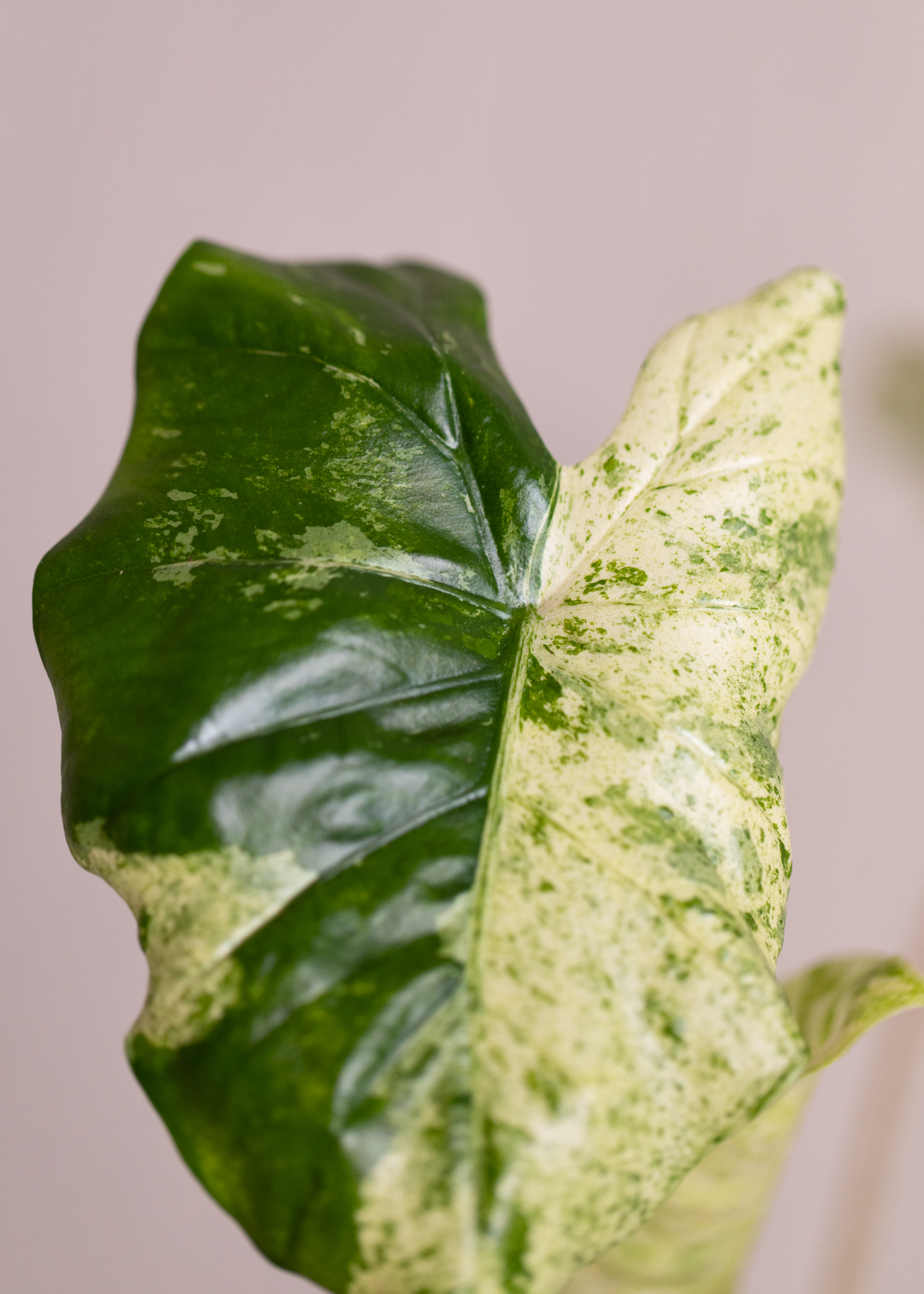 Alocasia Macrorrhiza Splash Variegata 3
