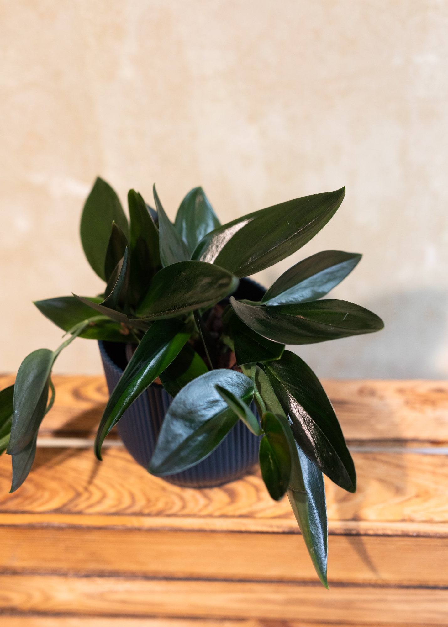 Scindapsus treubii dark form