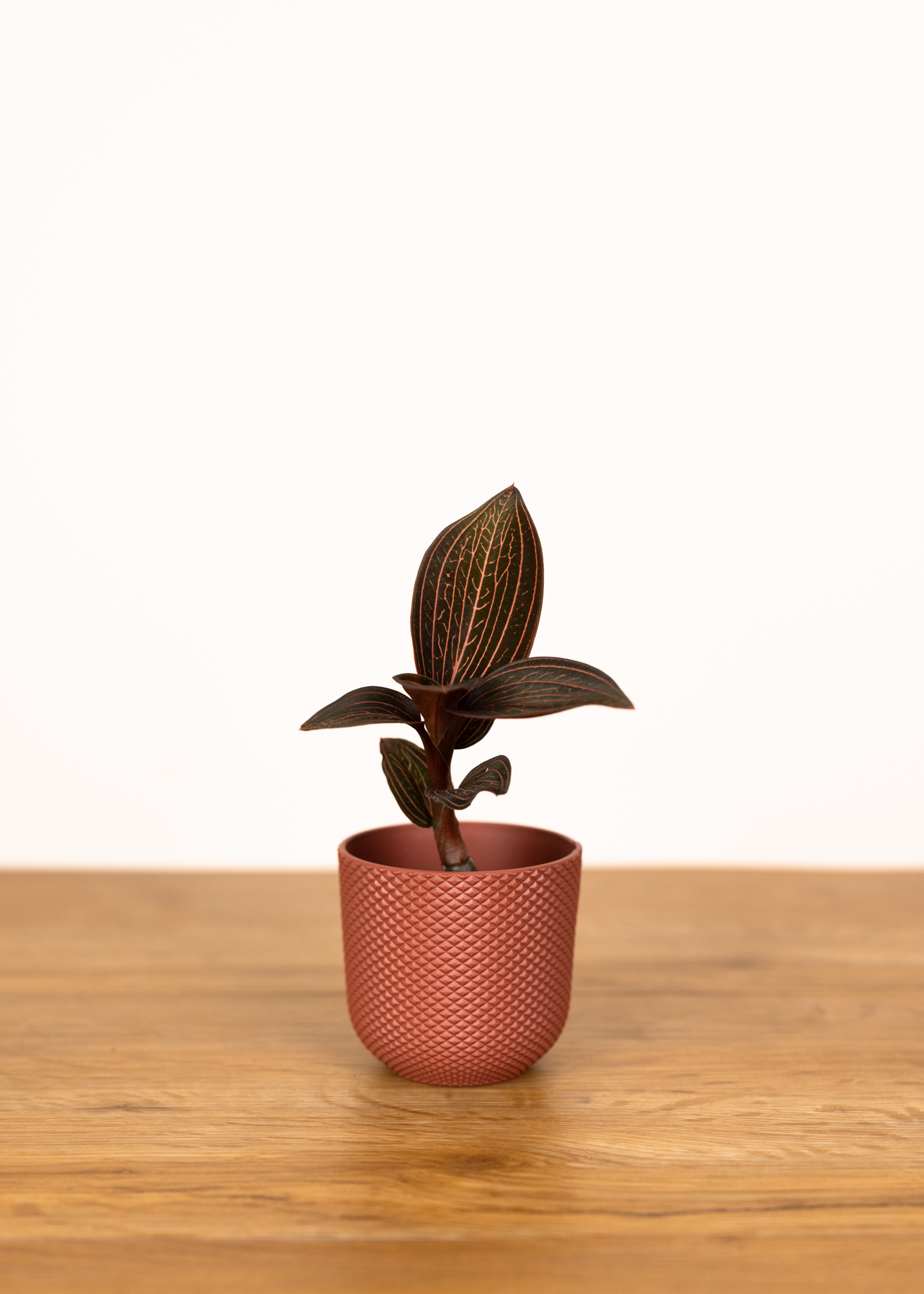 Anoectochilus roxburghii x Ludisia discolor